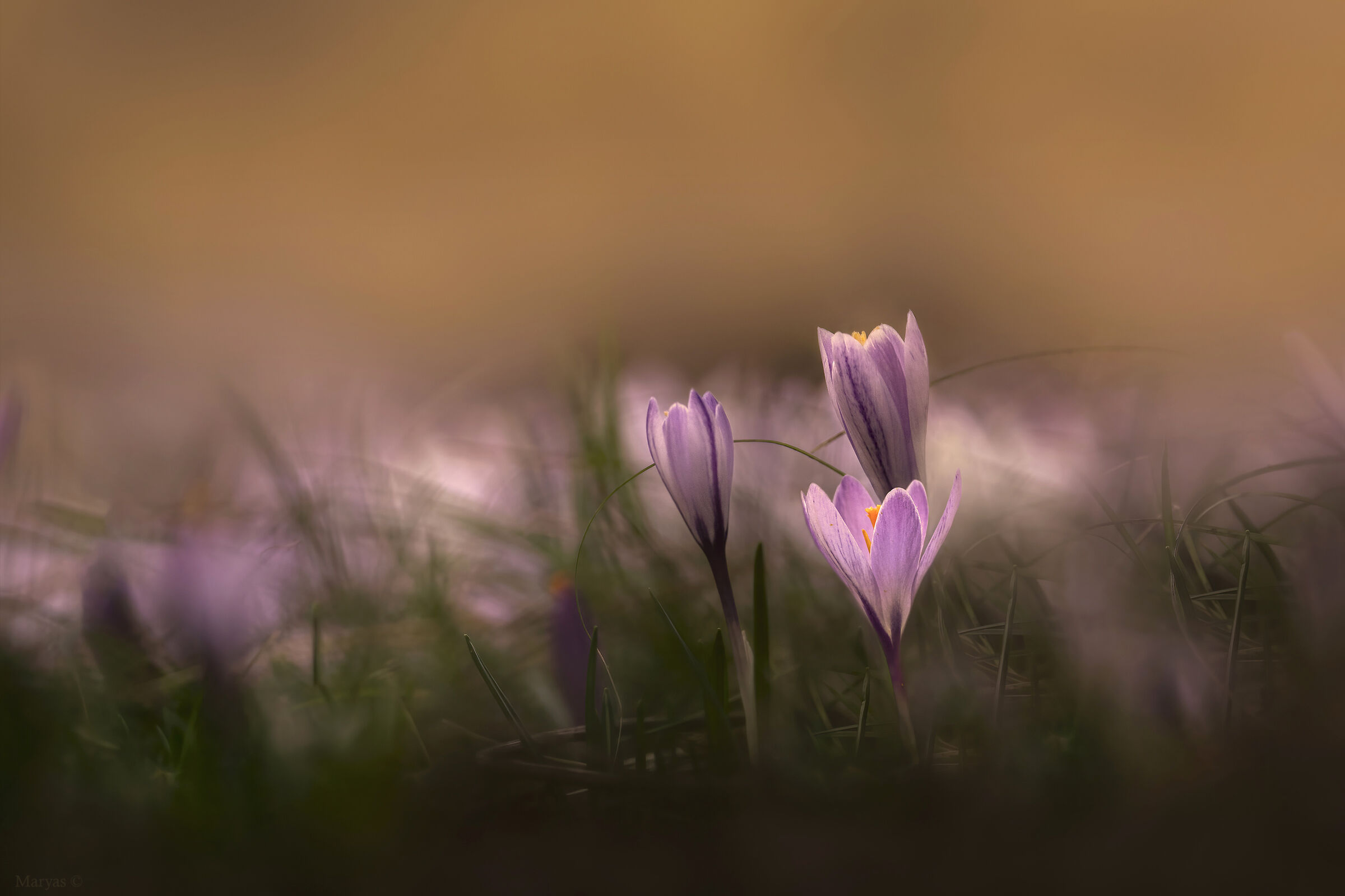 Crocus