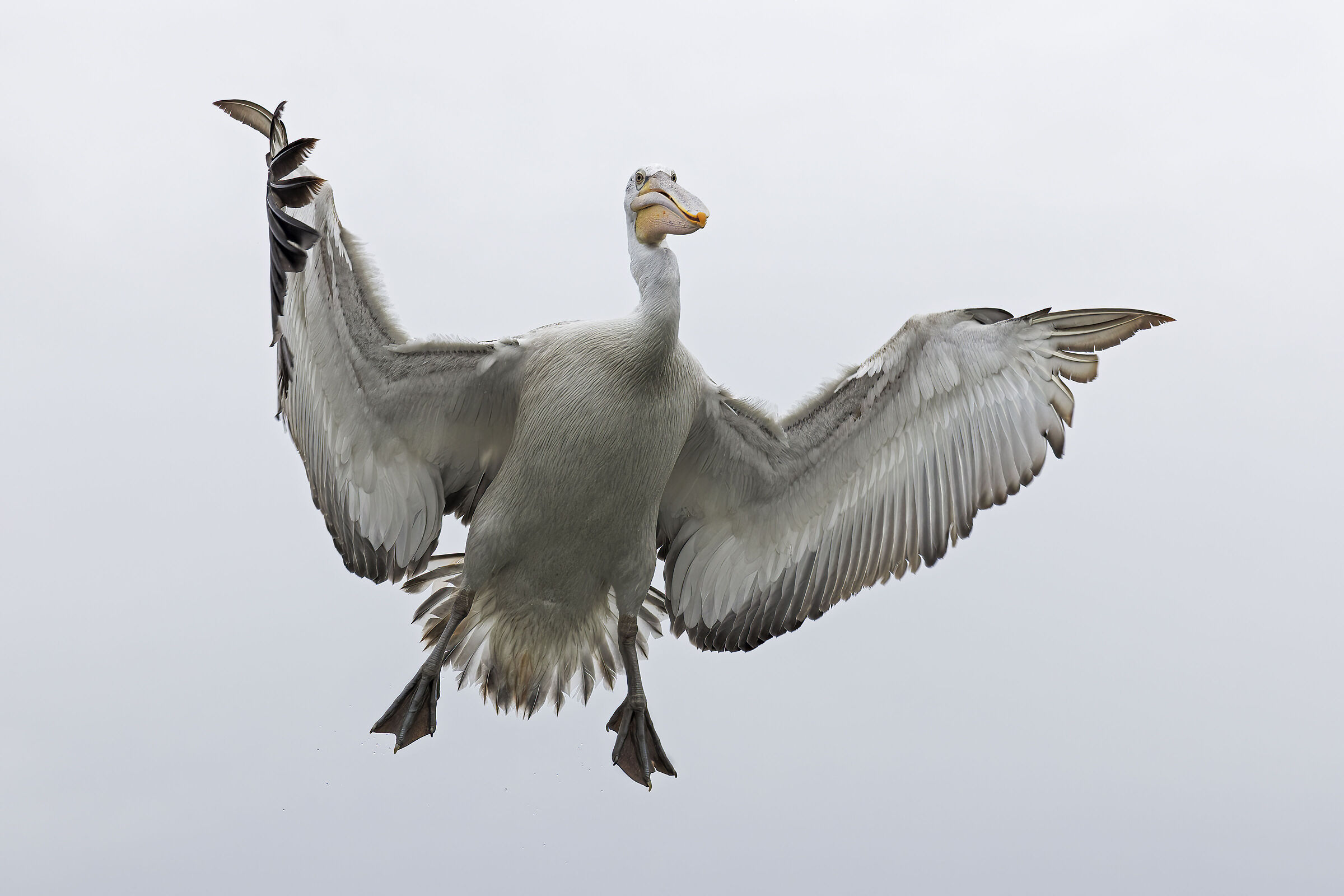 Dalmatian pelican juv.