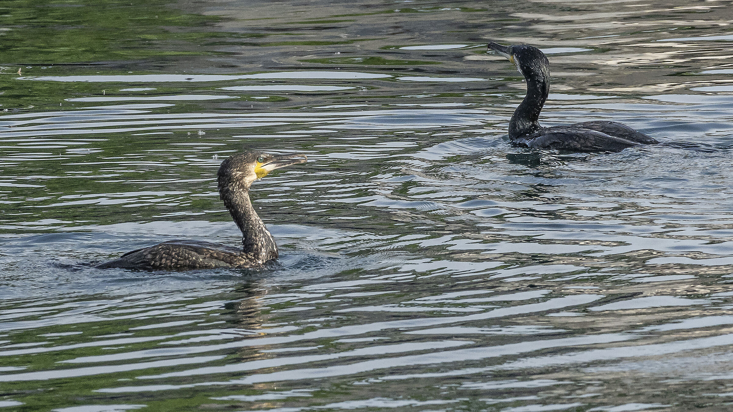 Pair of cormorants
