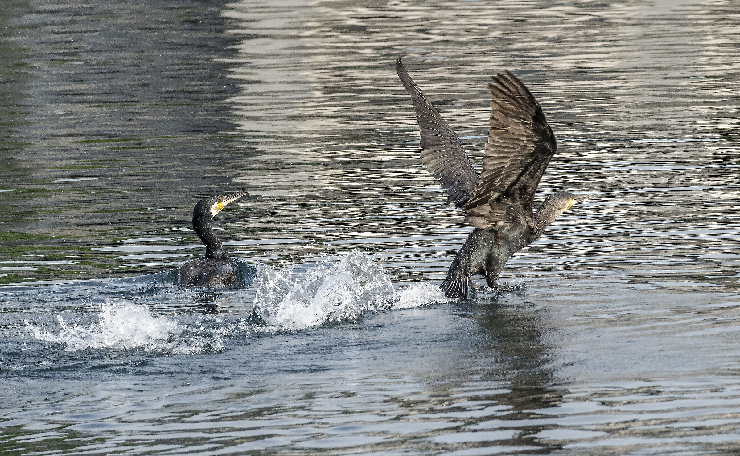 Cormorant Flight - 1