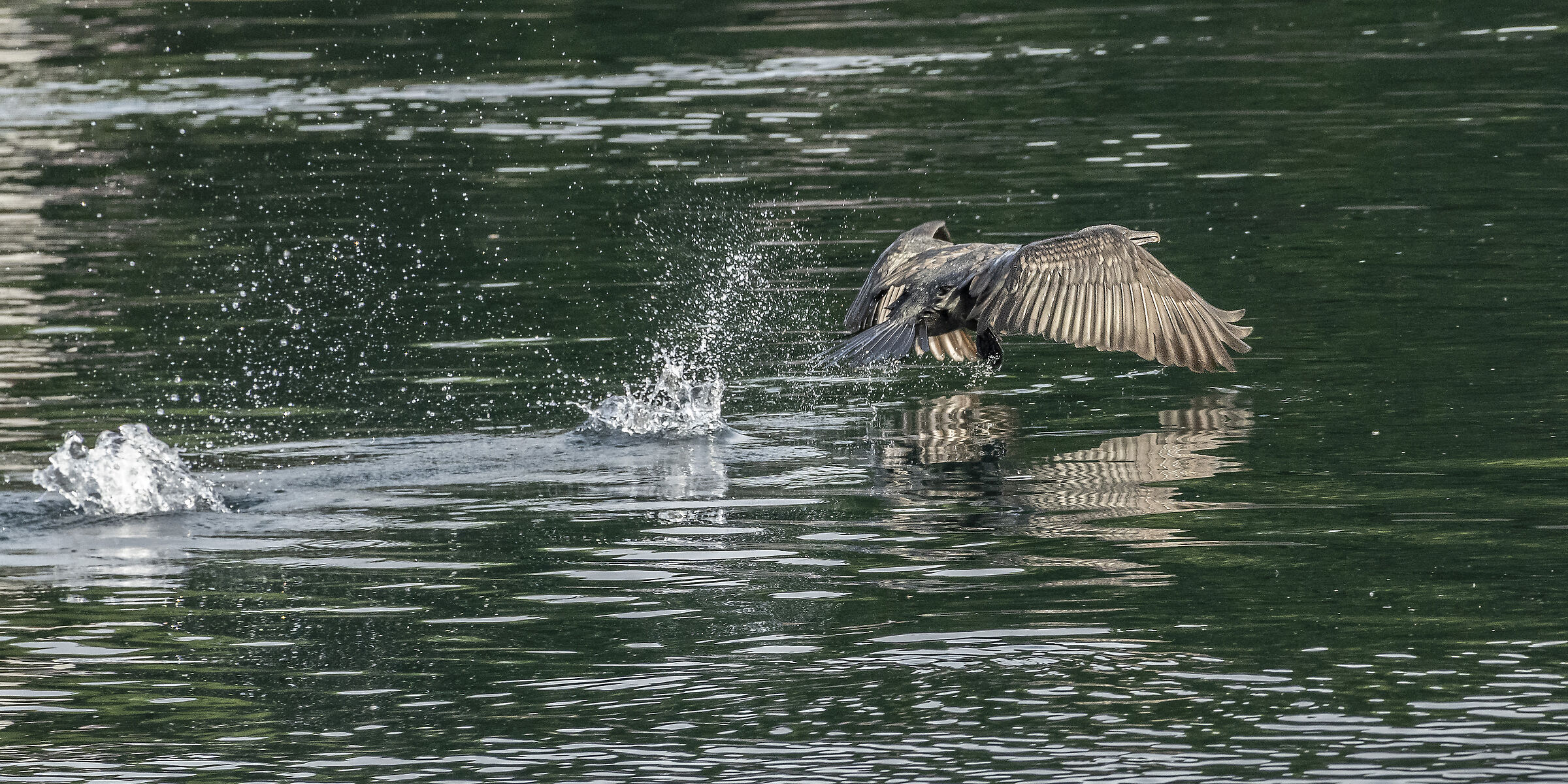 Cormorant Flight - 2