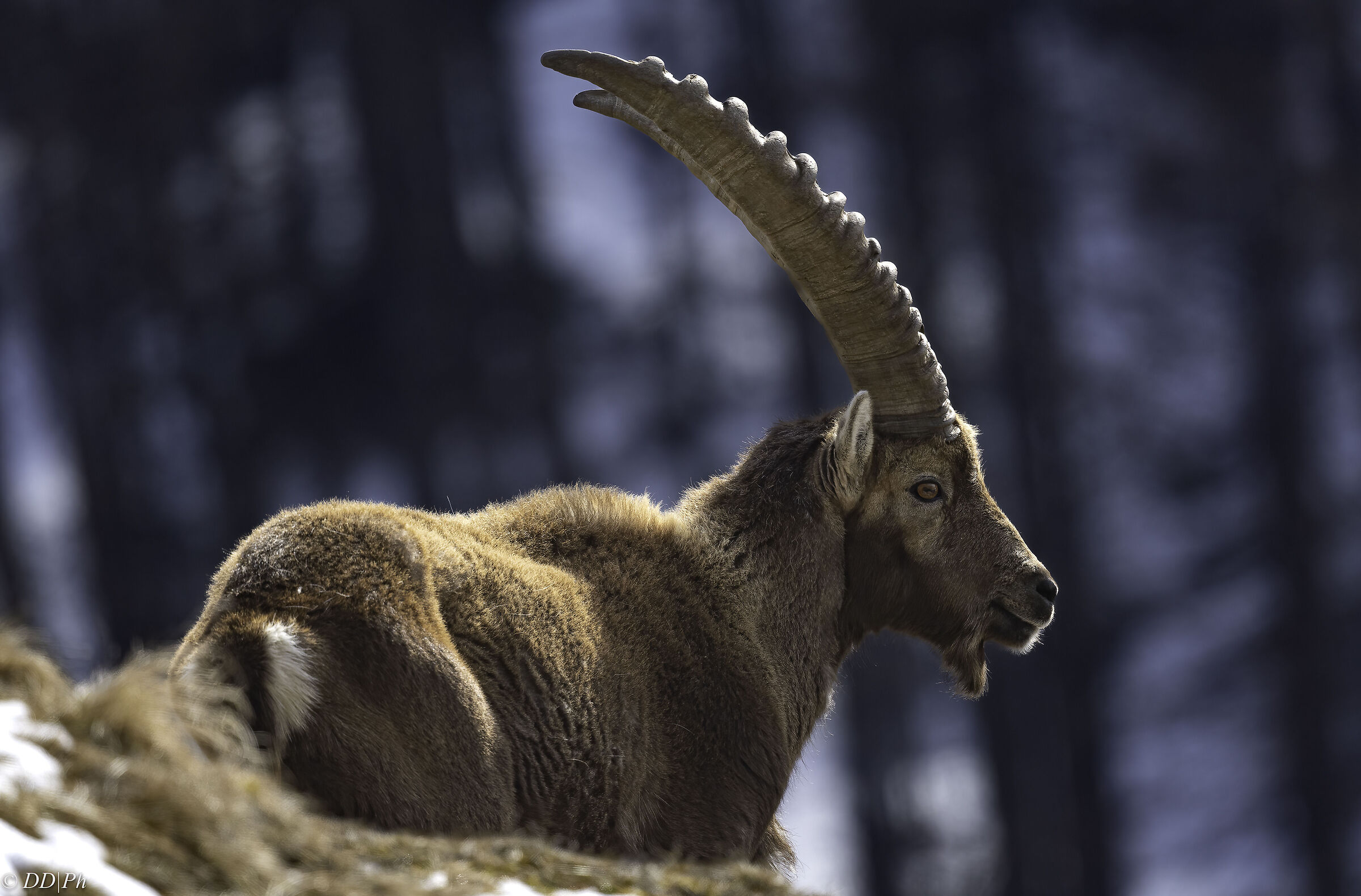 Ibex