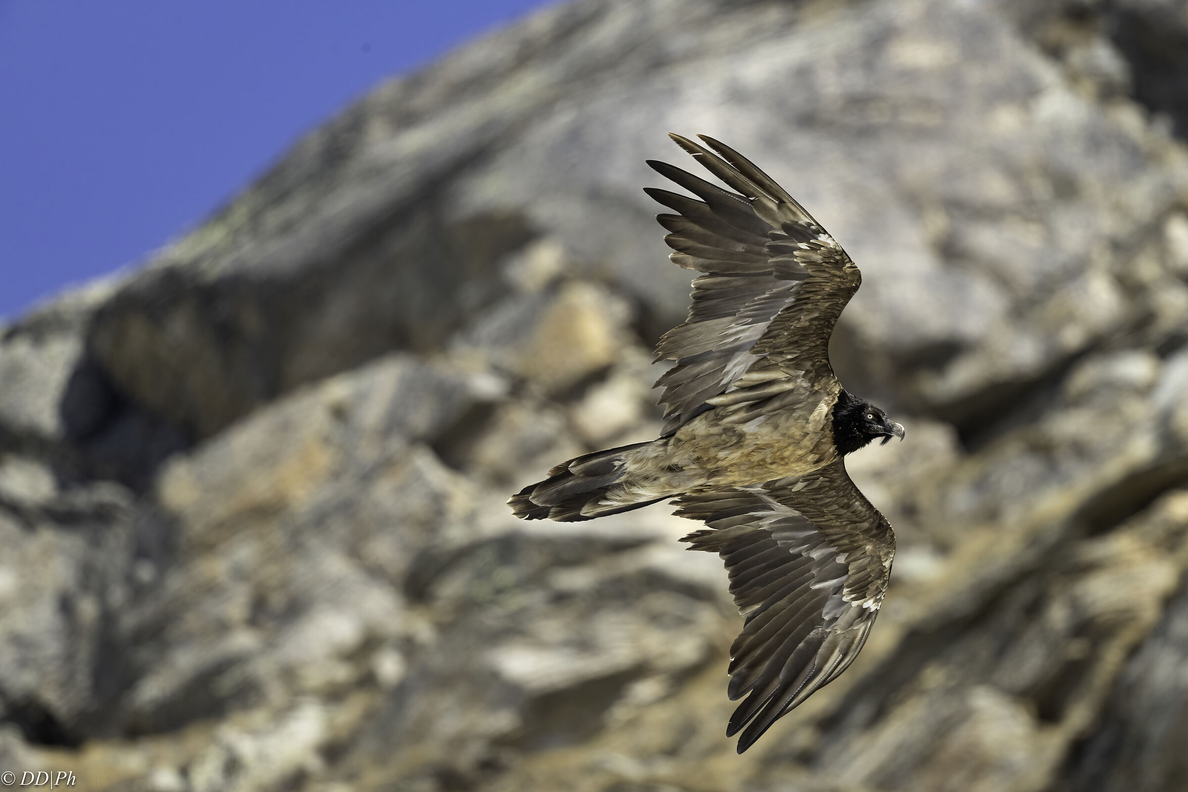 Bearded vulture