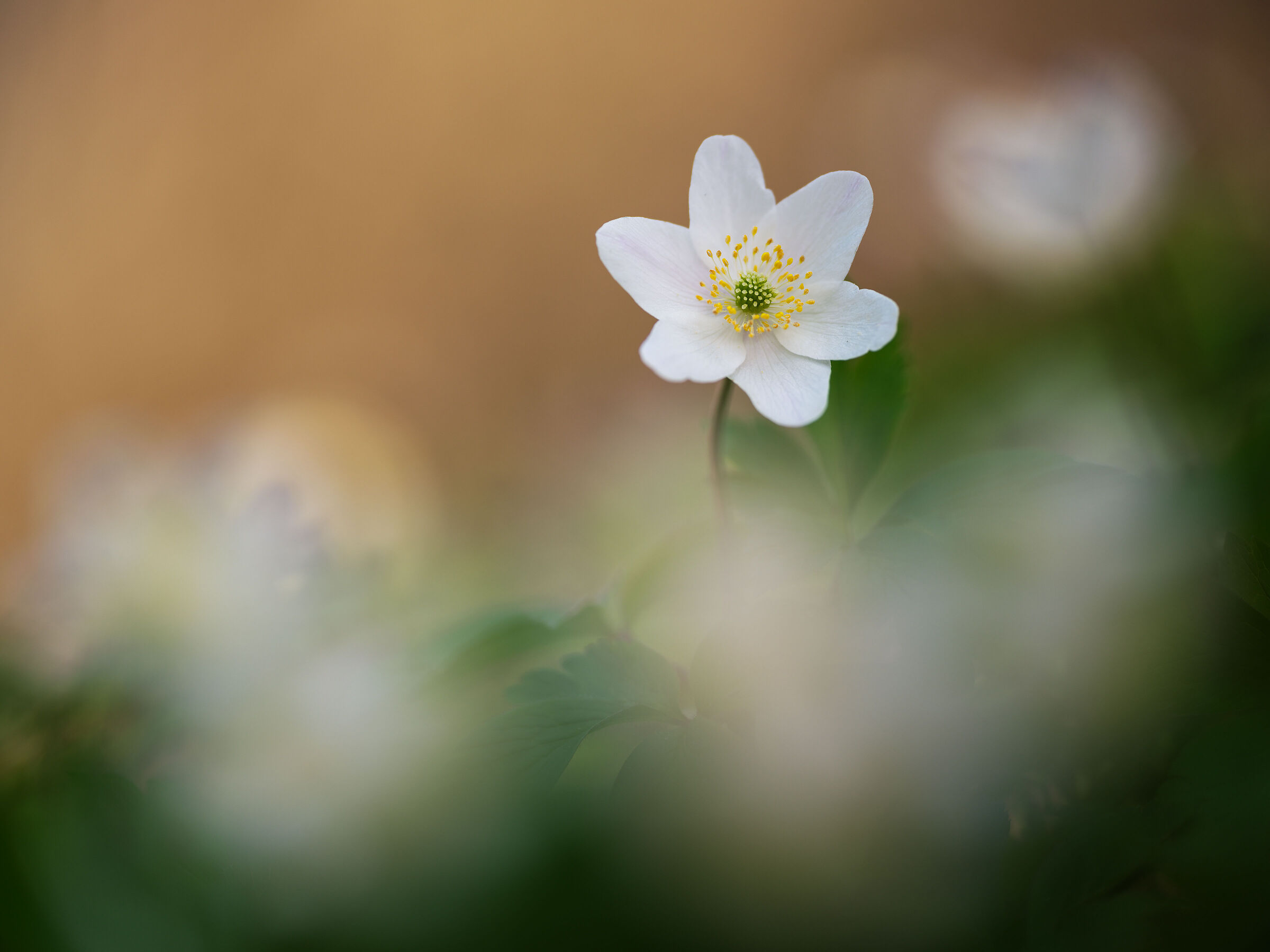 Anemone nemorosa