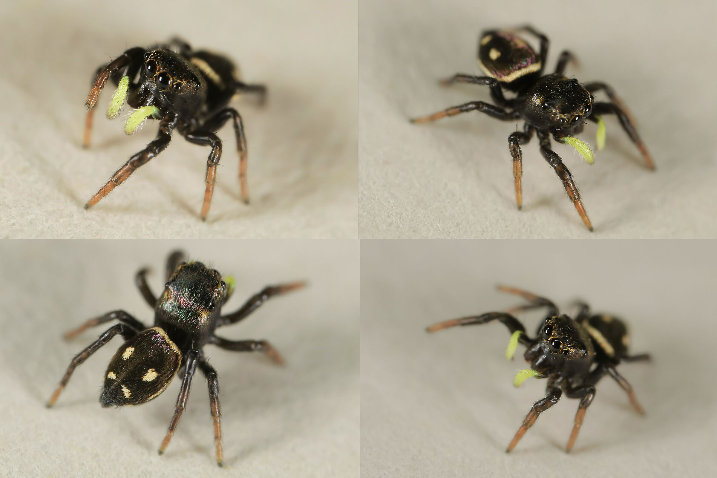 Mix of Heliophanus sp. (female)