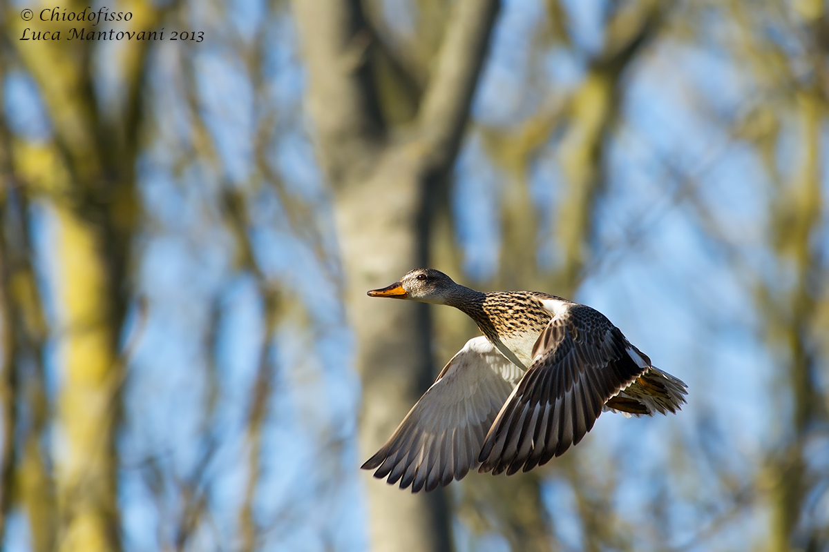 Femmina di Canapiglia in volo