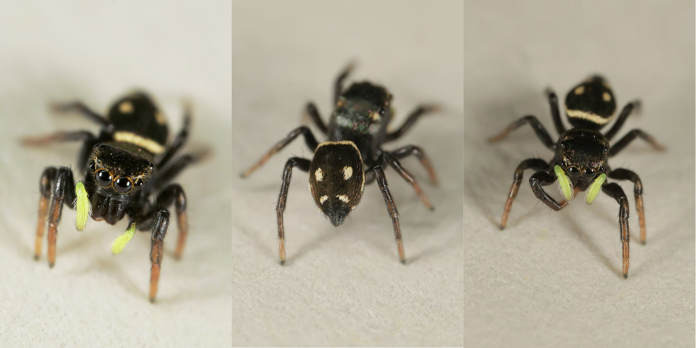 Mix of Heliophanus sp. (female)