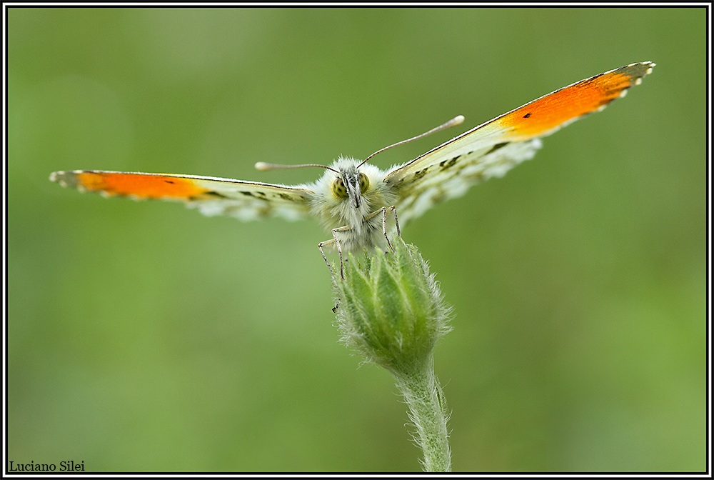 Anthocharis cardamines