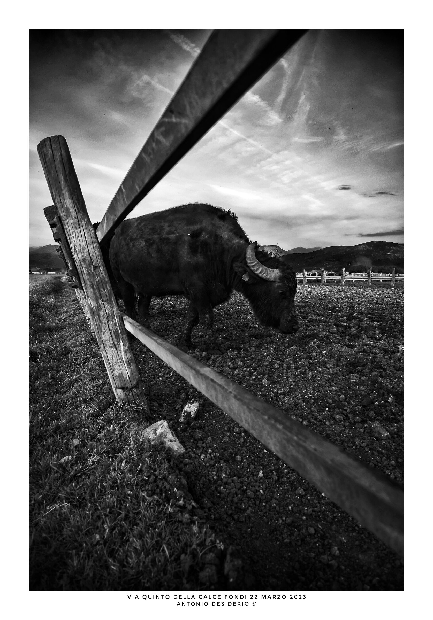 bufale prospettive