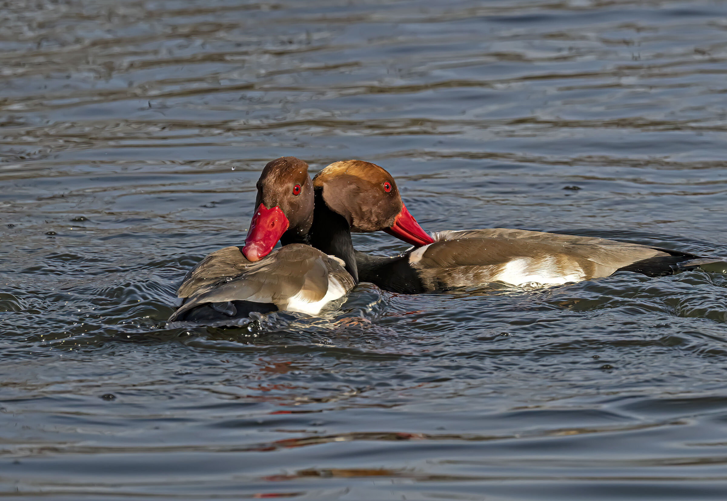 Lotta tra Fistioni Turchi maschi 3 di 3