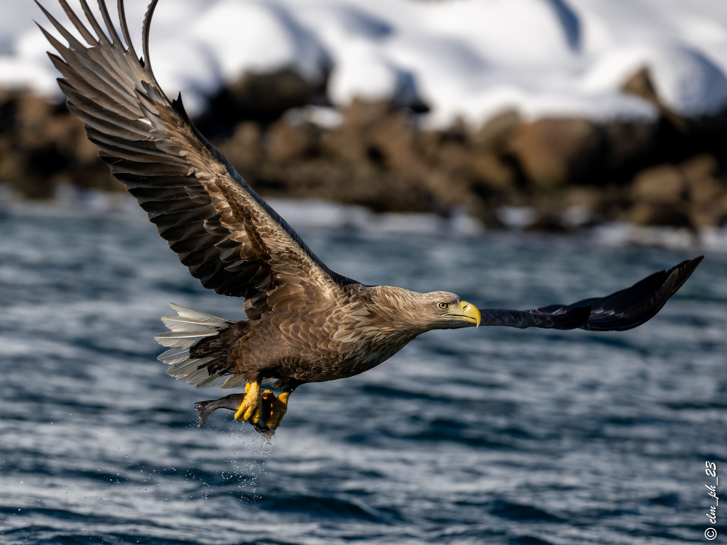 Sea eagle
