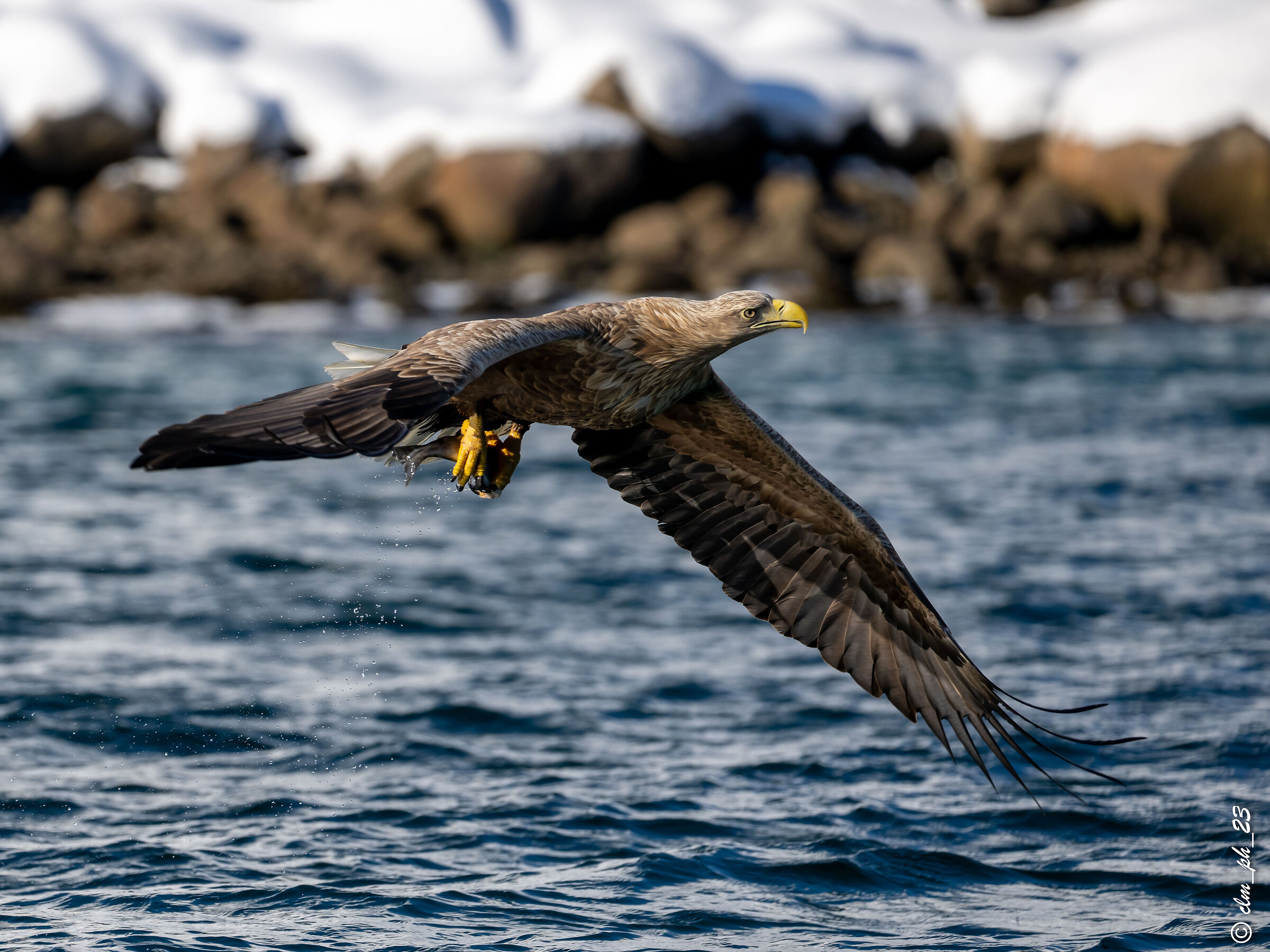 Sea eagle