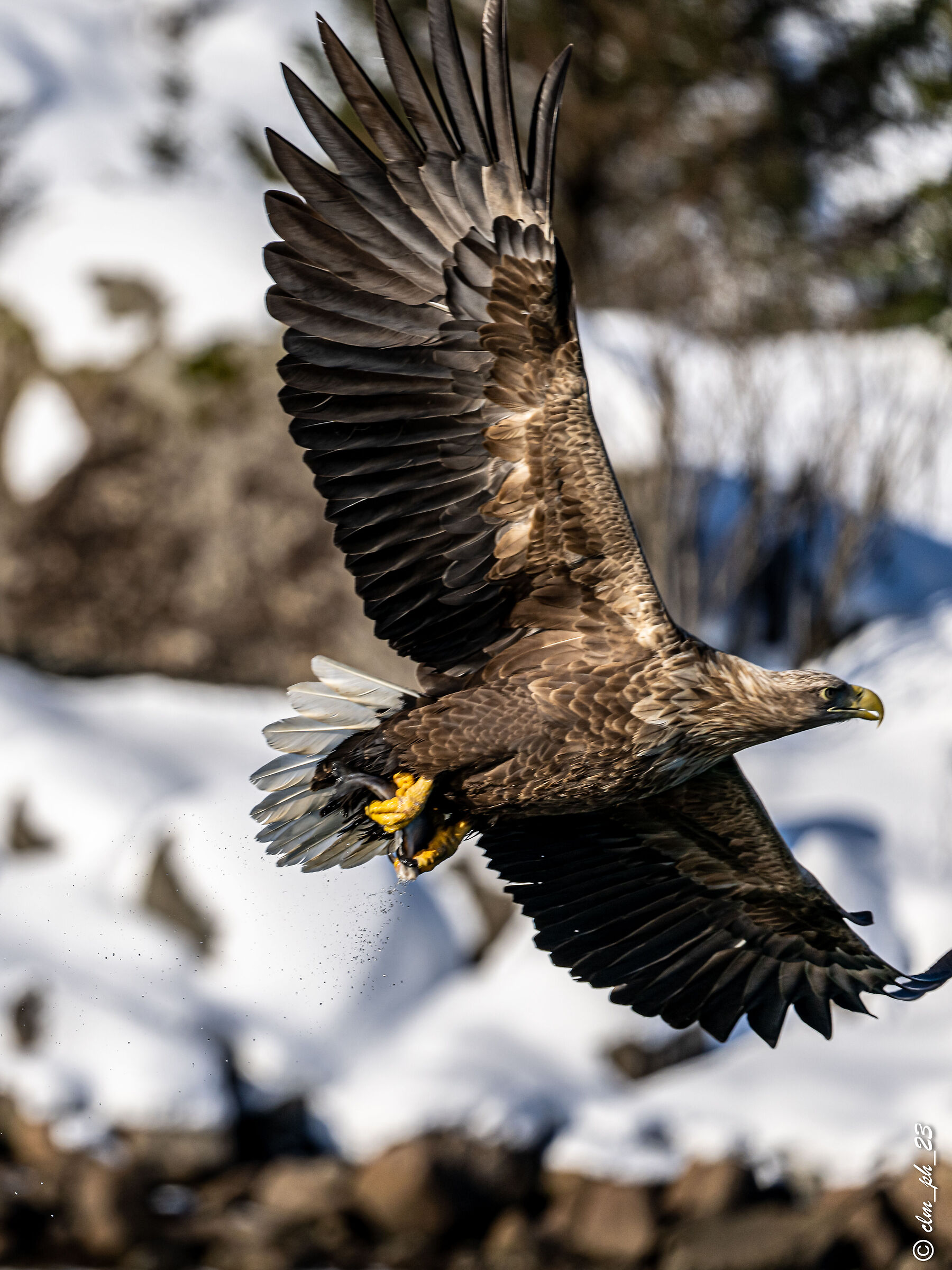 Sea eagle