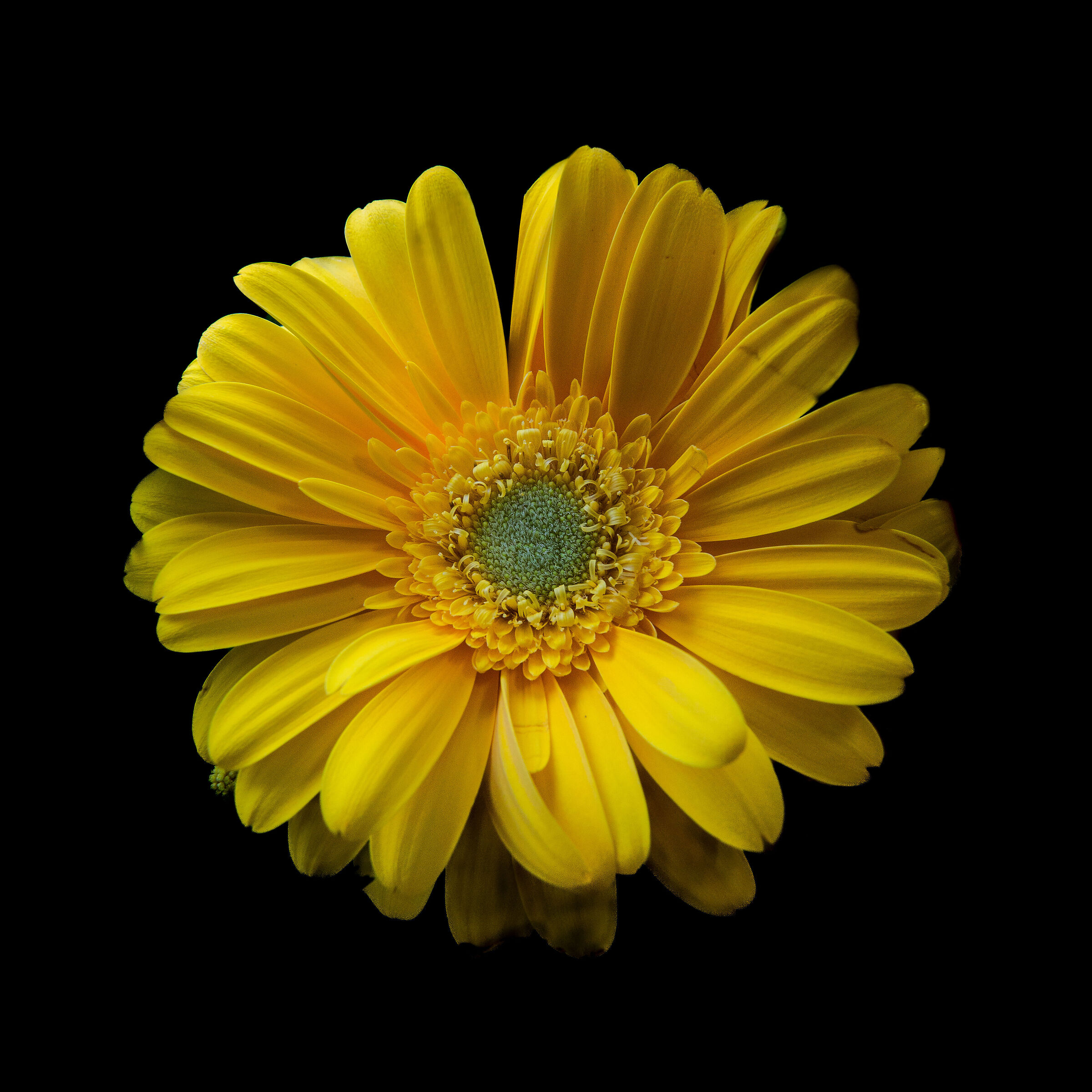 Gerbera