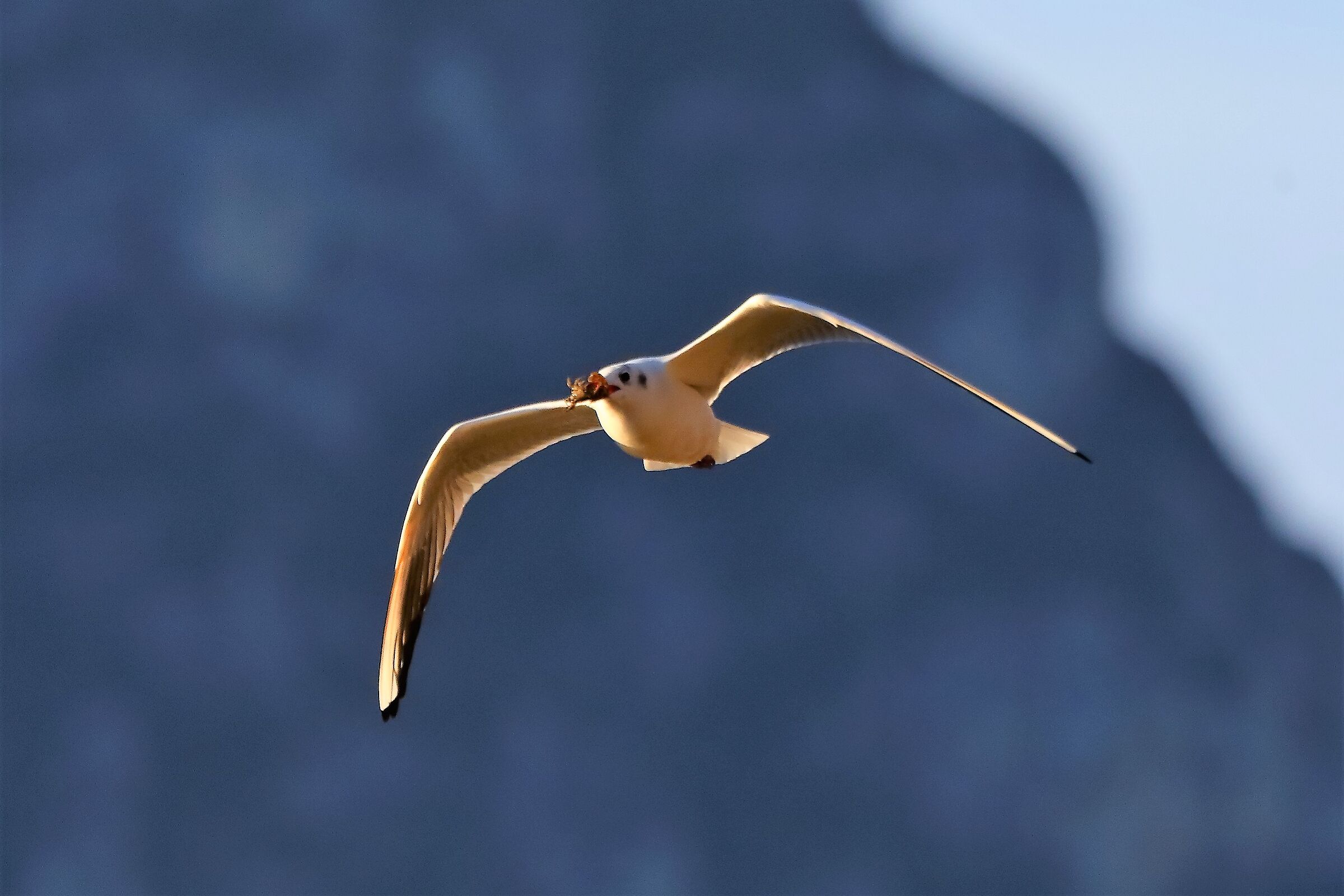 gabbiano terrestre 20-01-2023