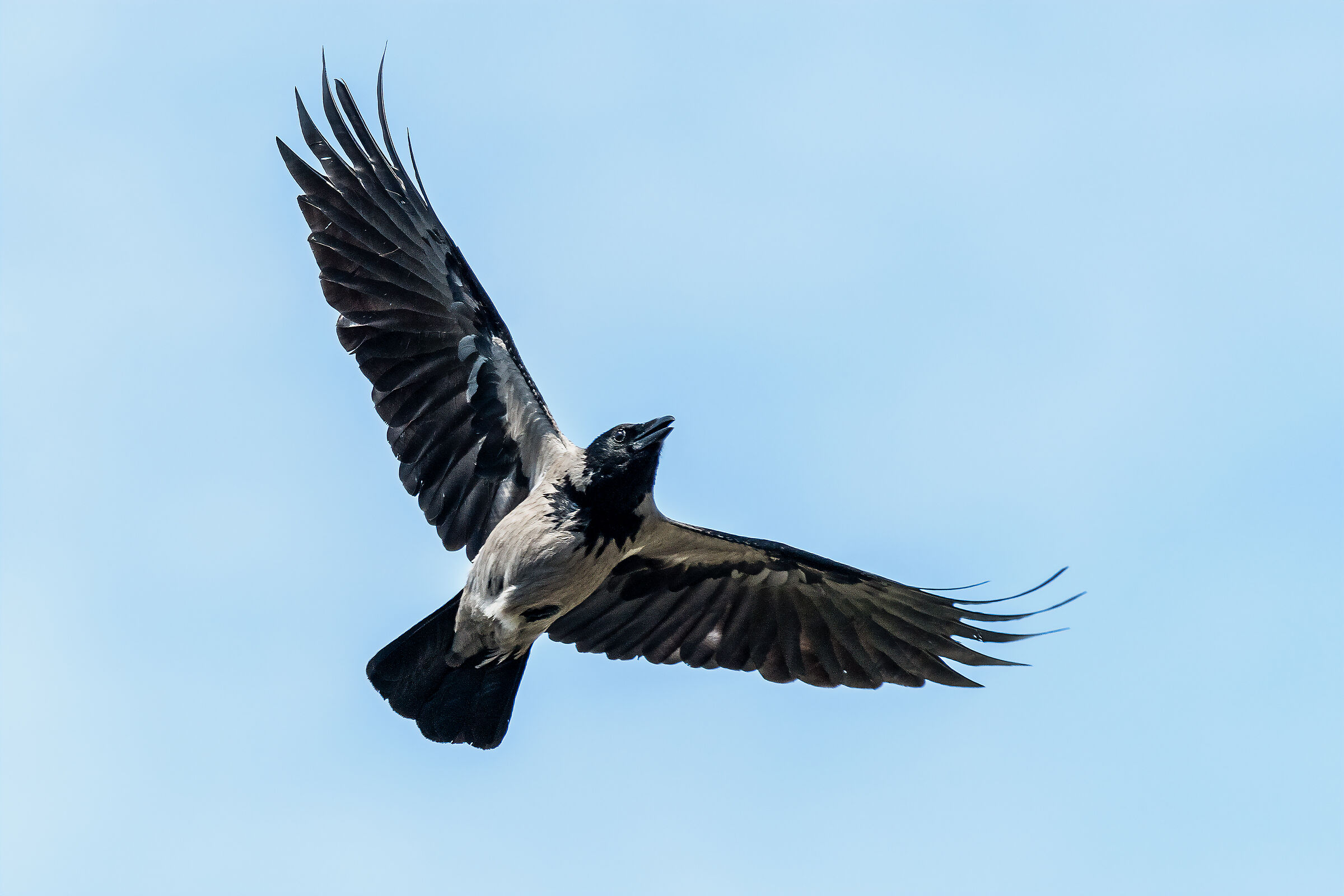 Crow