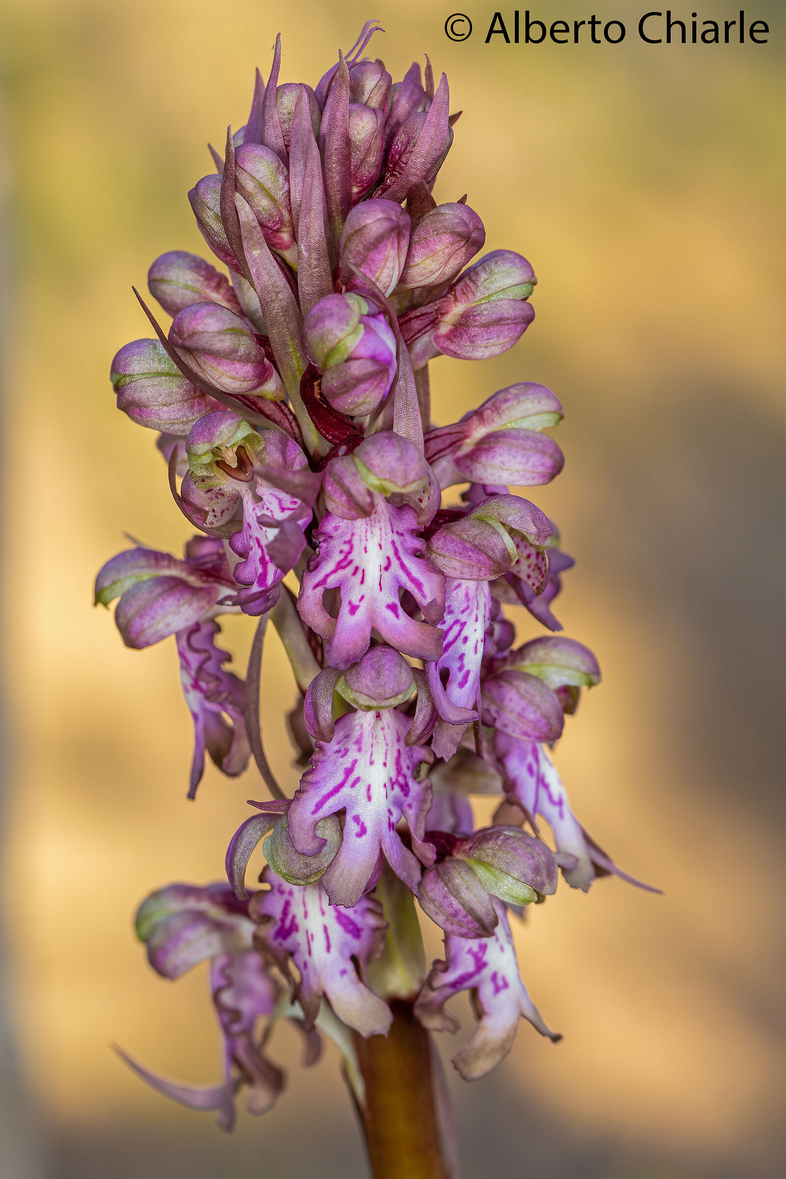 Himantoglossum robertianum