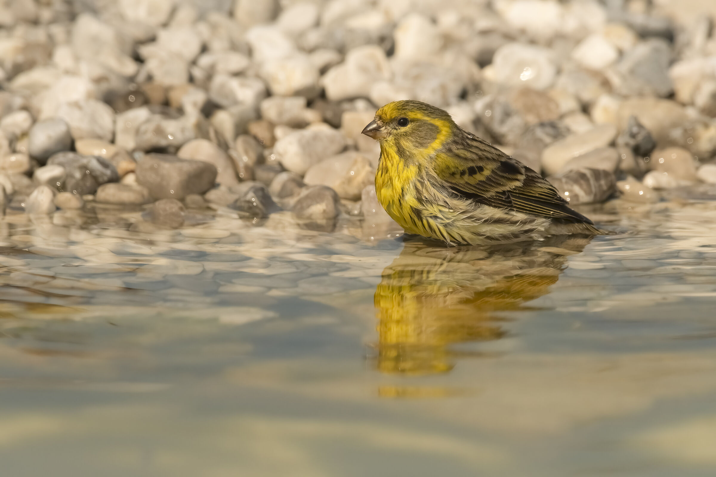Serin