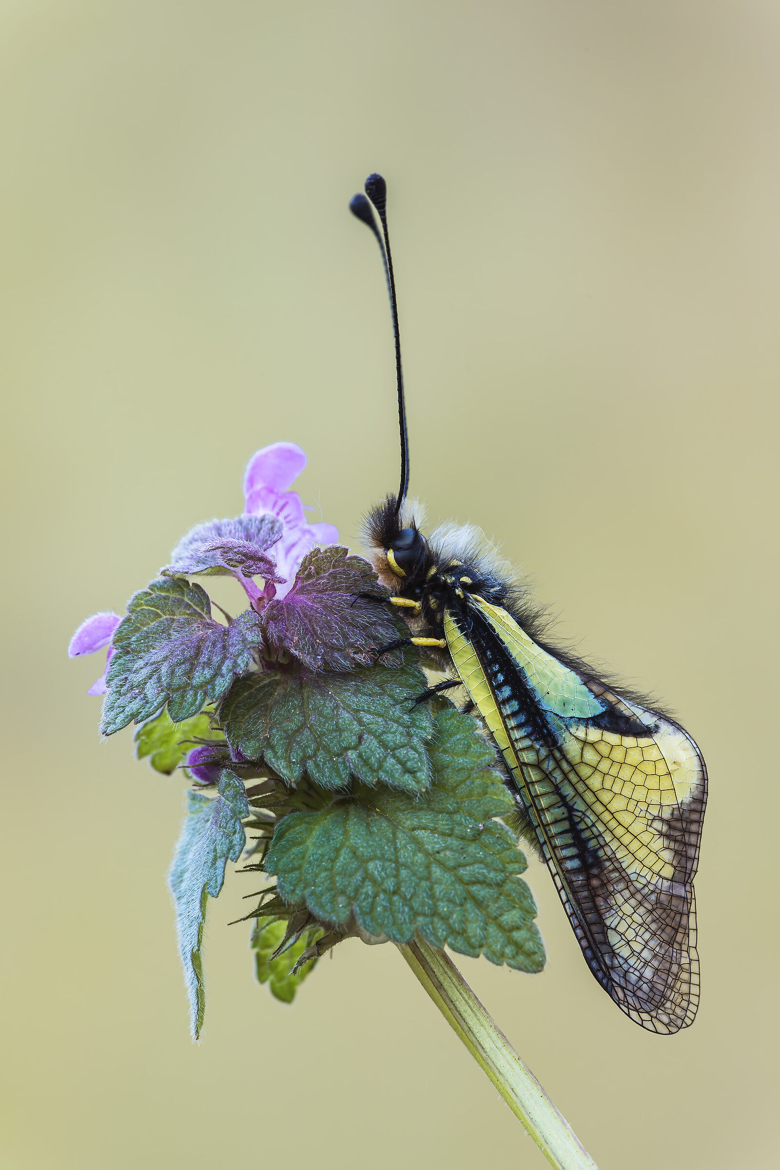 Libelloides