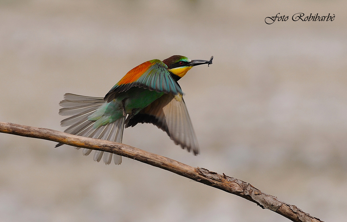 Gruccione con preda....