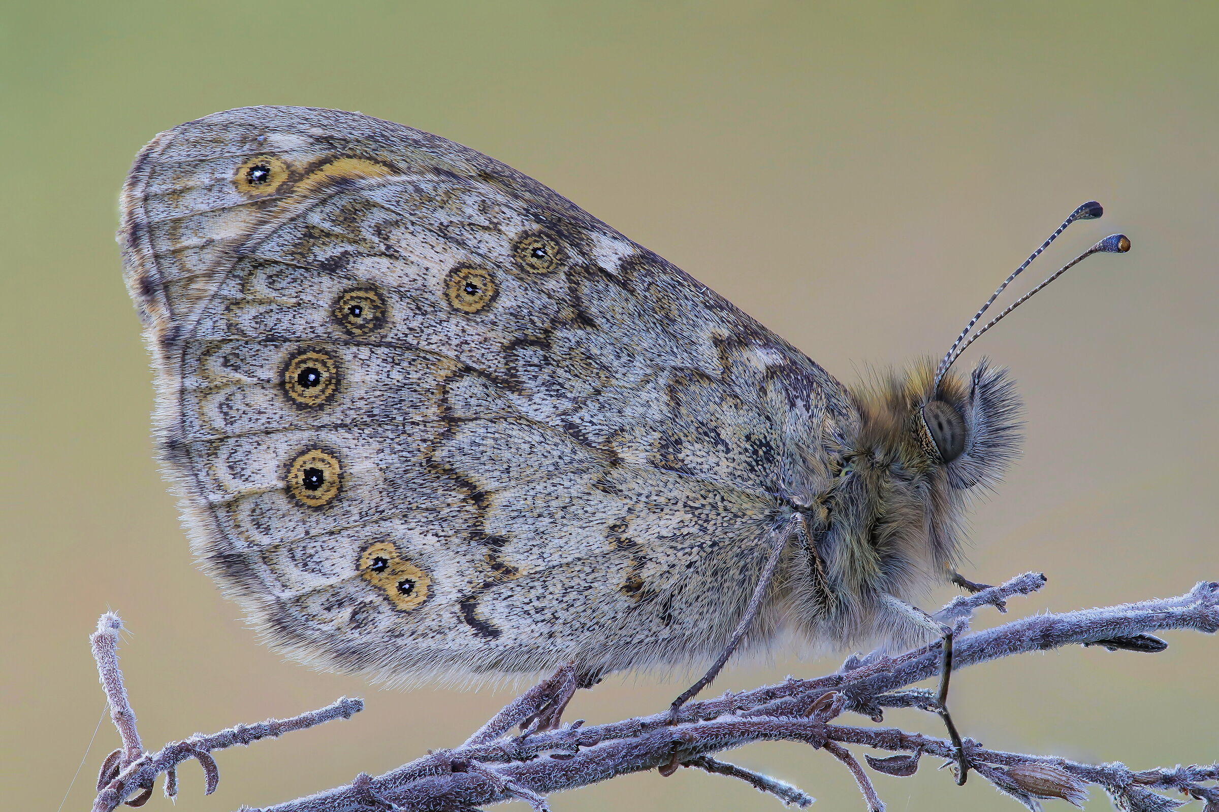 Lasiommata megera a moment before dawn
