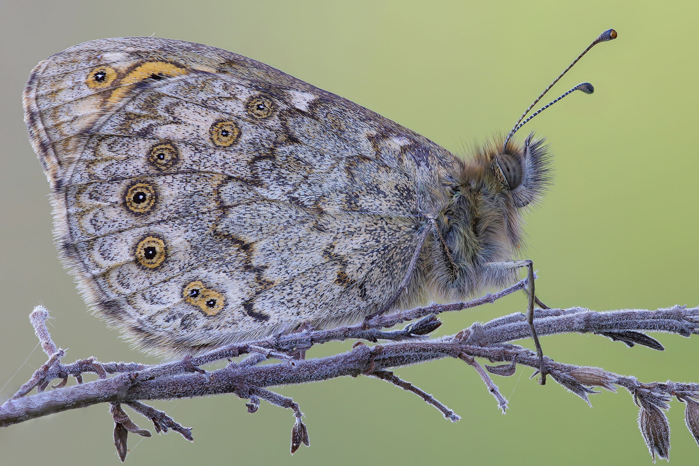 Lasiommata megera a moment after sunrise
