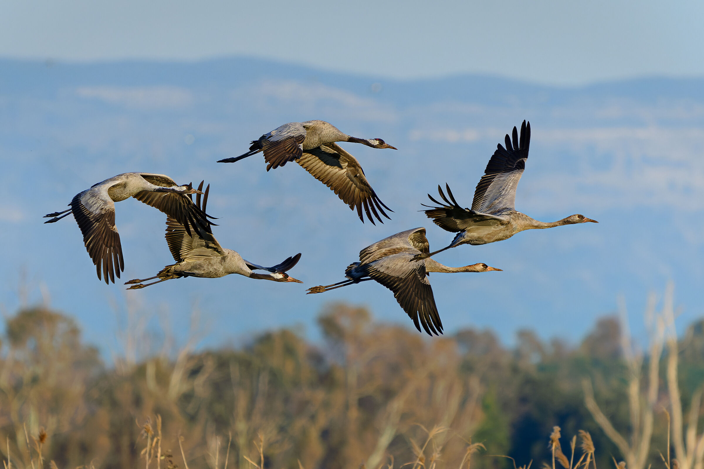 Grey cranes