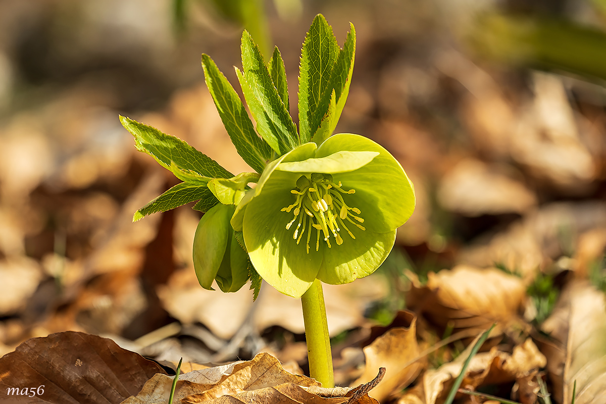 Green hellebore