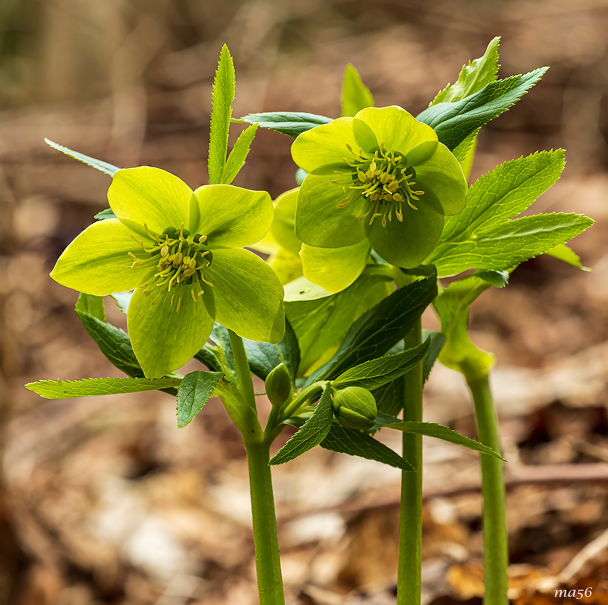Green hellebore