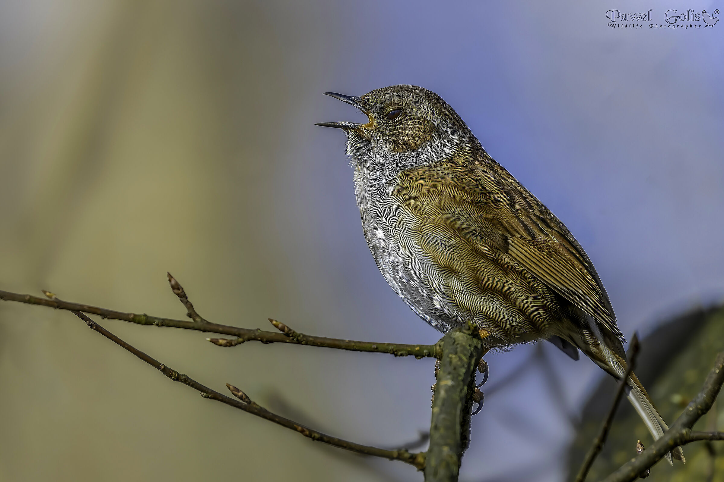 Dunnock (Prunella modularis)