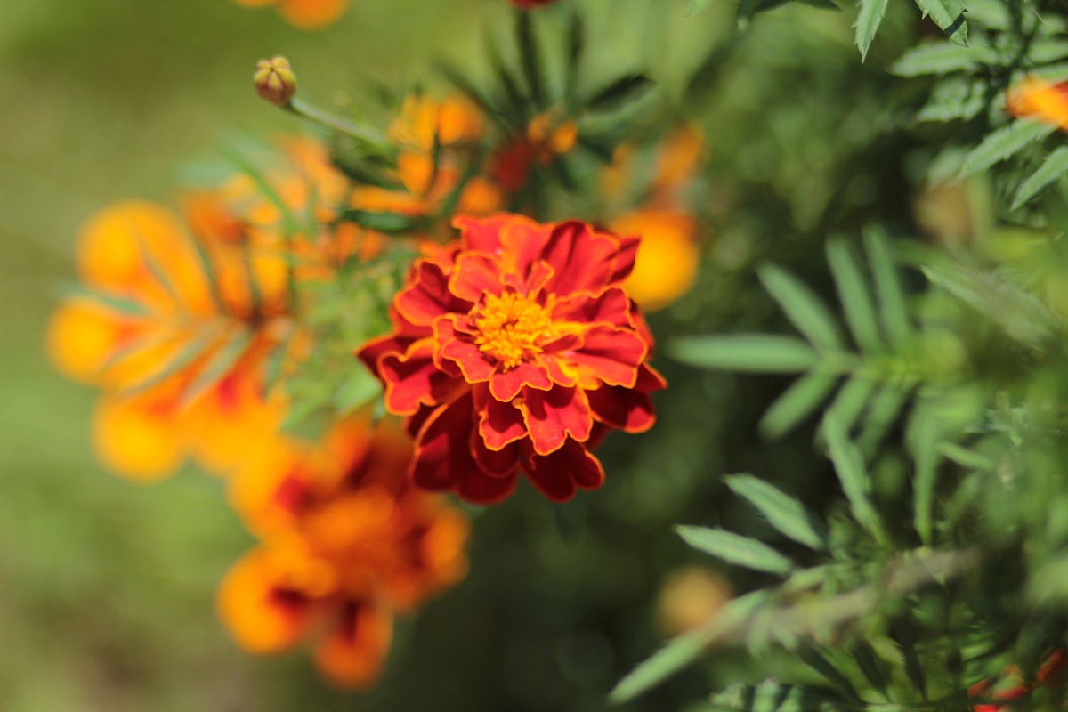 Violetta Africana (?)