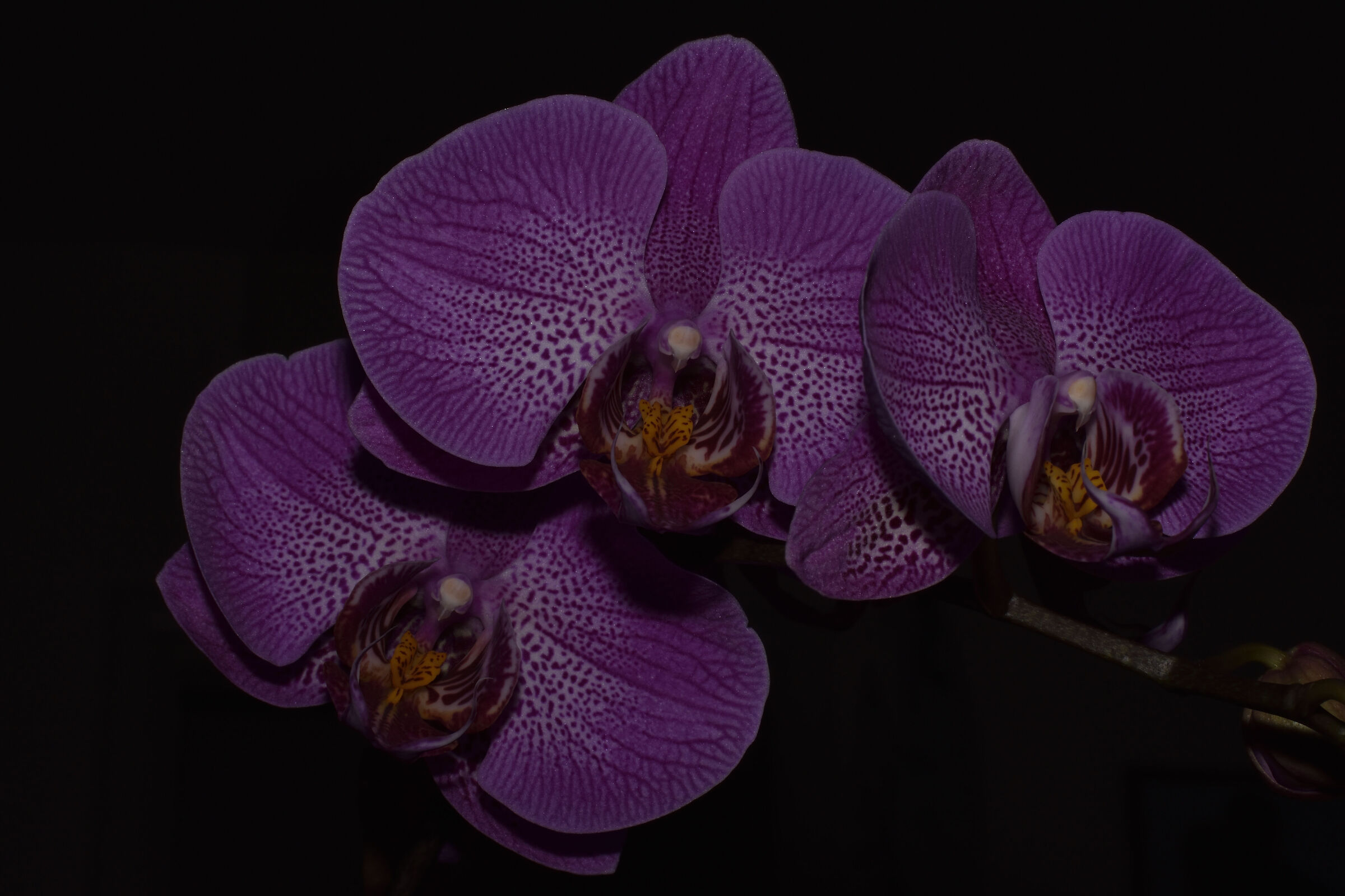 Purple orchid