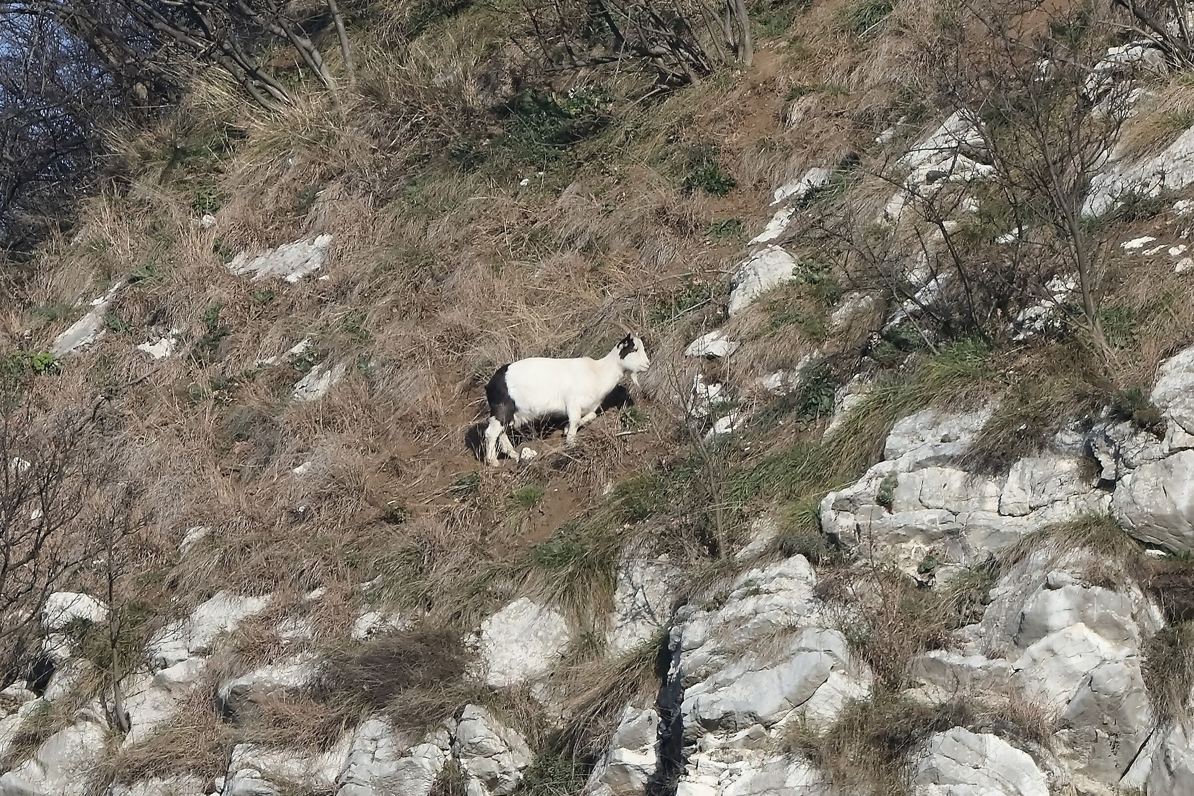 Goat 24-01-2023
