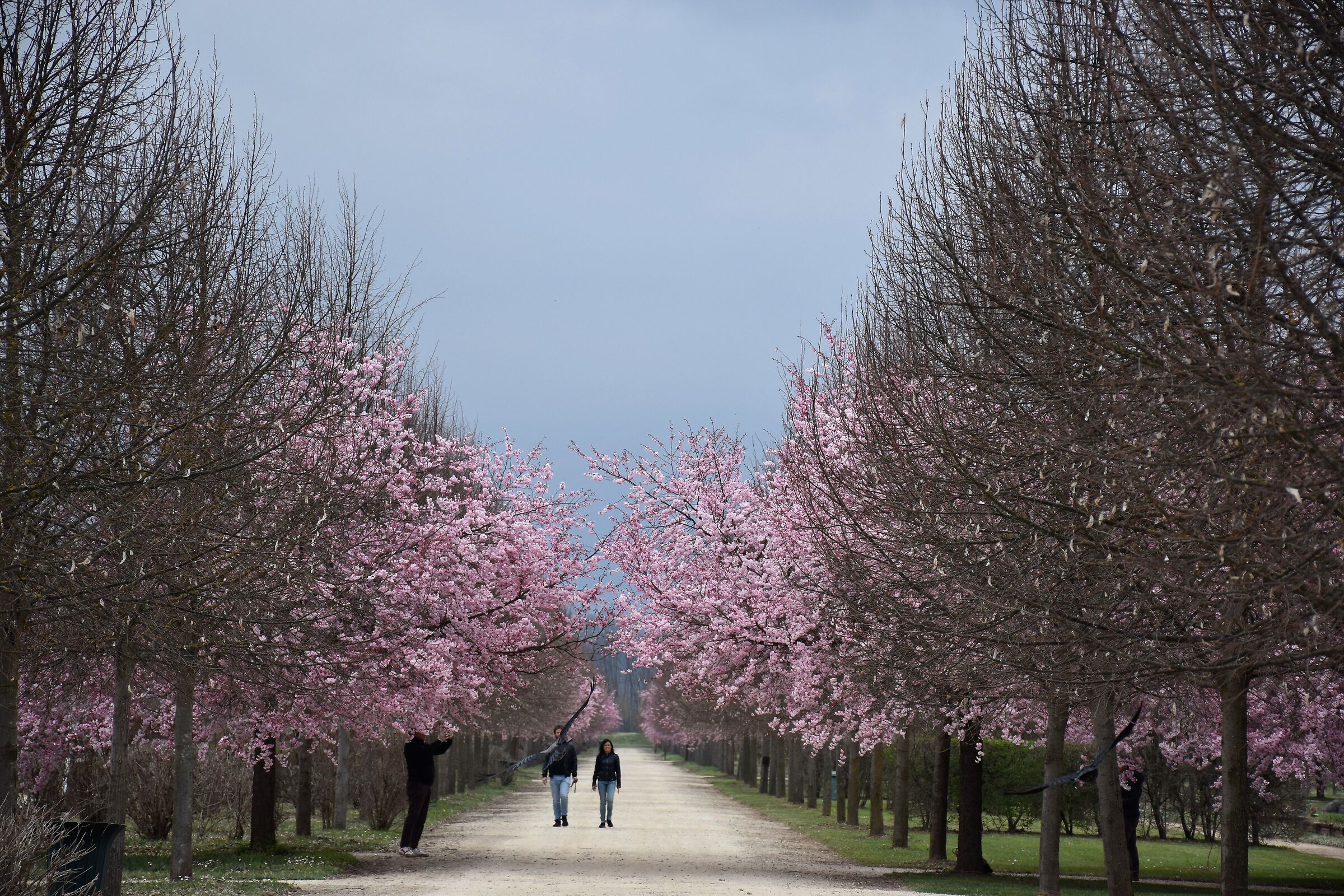 Armonie in rosa Reggia di Venaria (TO)
