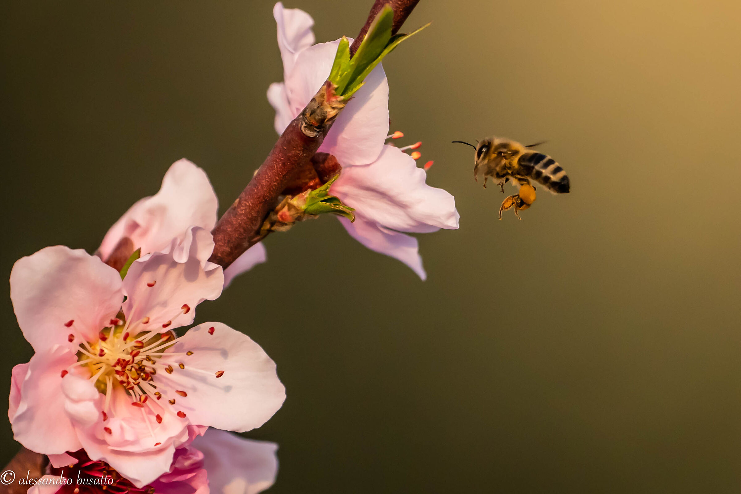 Bee