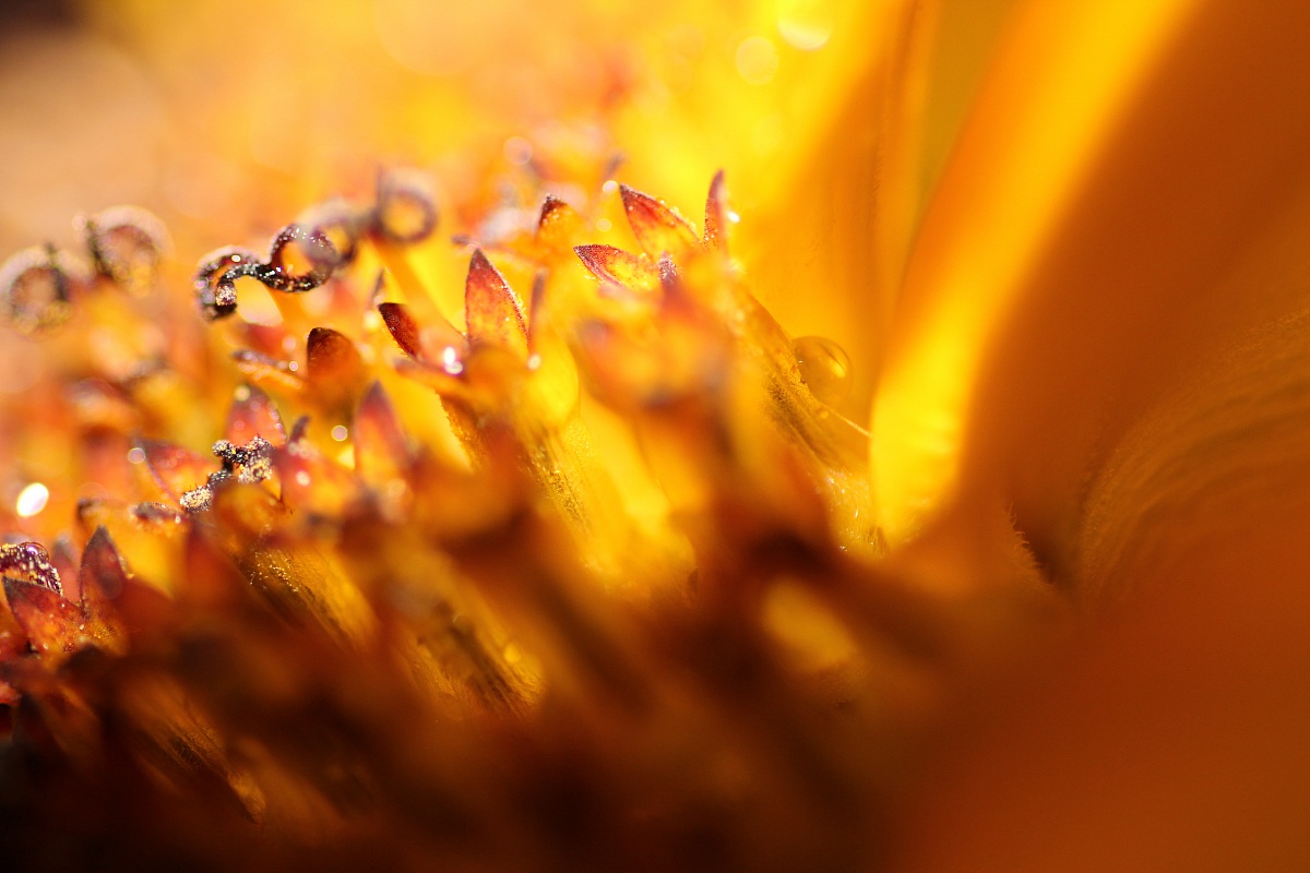 Girasole