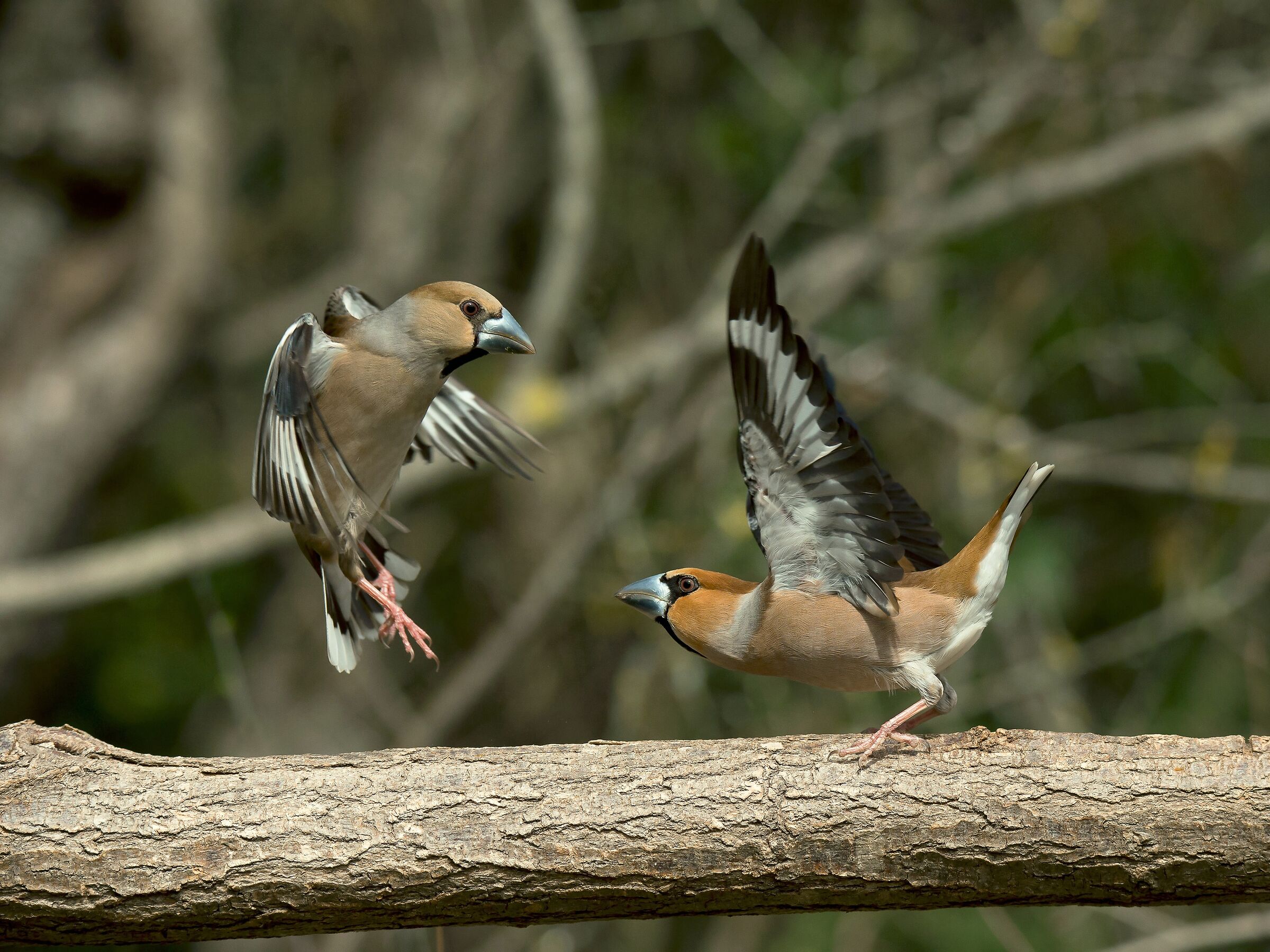 hawfinch