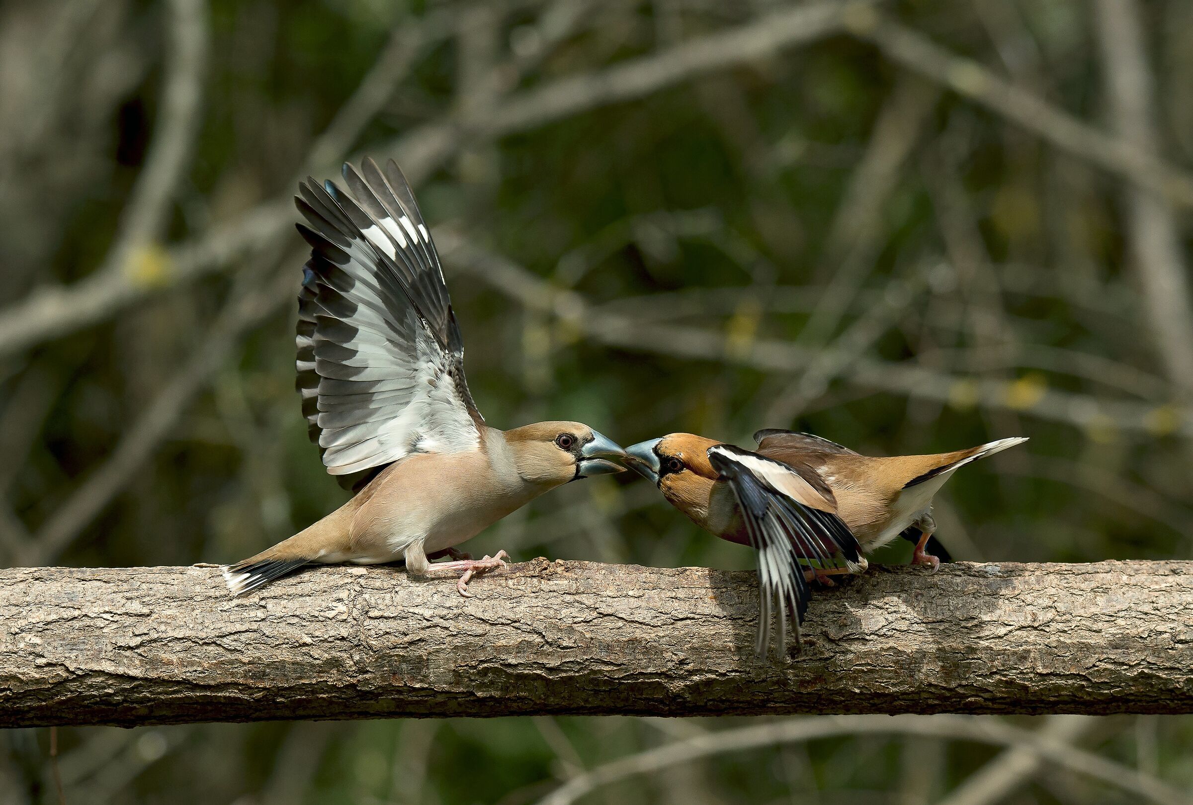 hawfinch