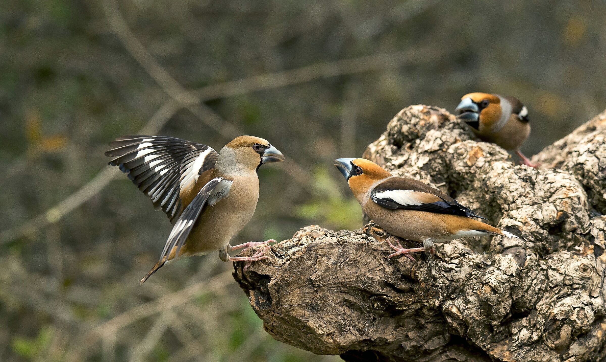 Hawfinches (Coccothraustes coccothraustes)