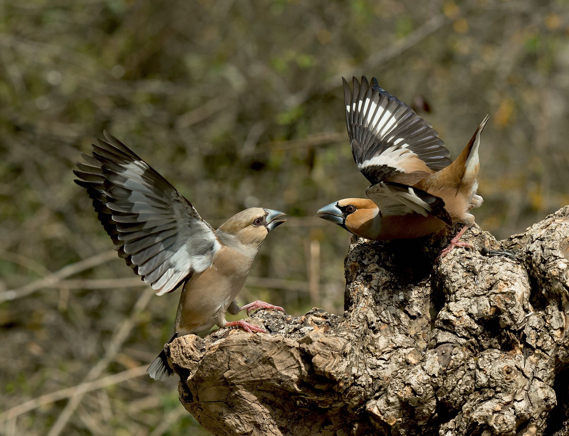 Hawfinches (Coccothraustes coccothraustes)