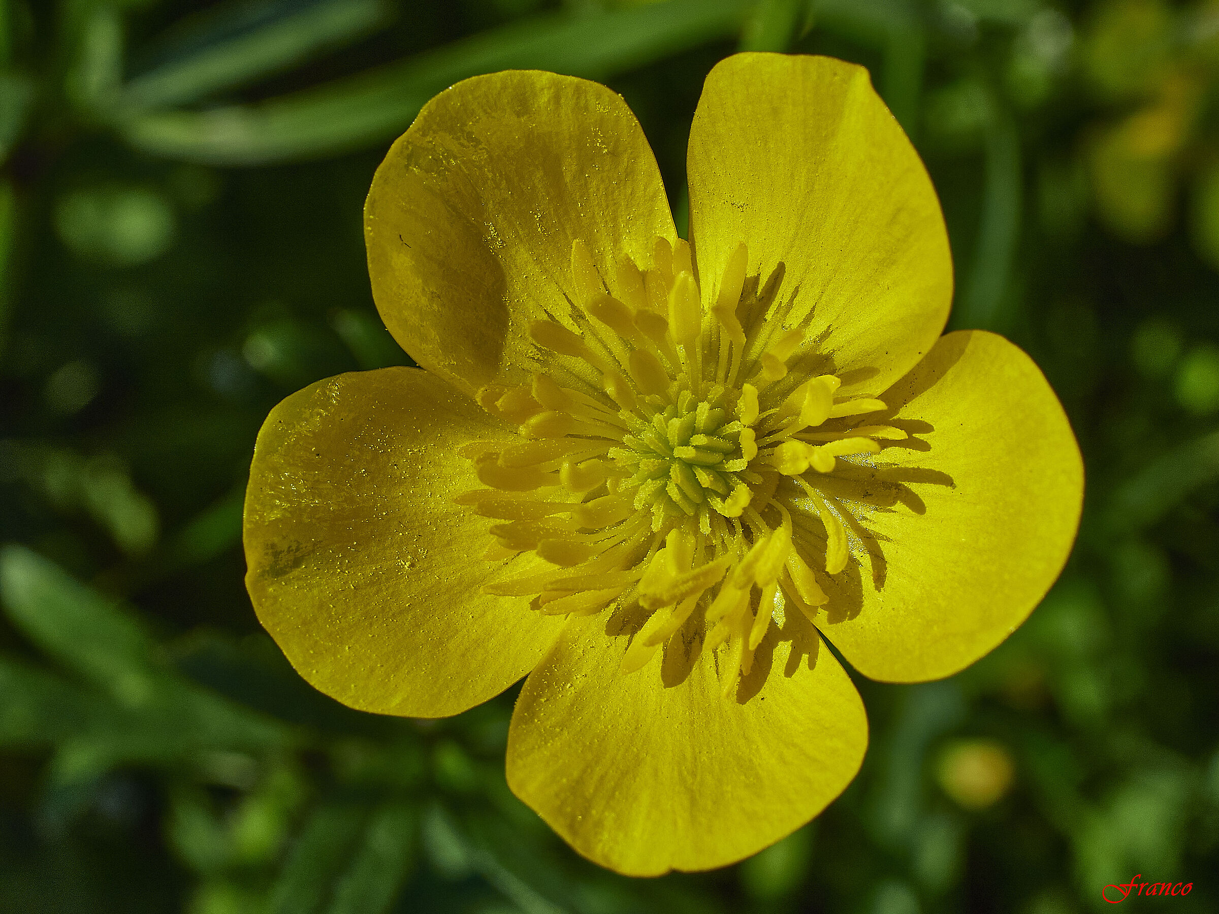 Common buttercup