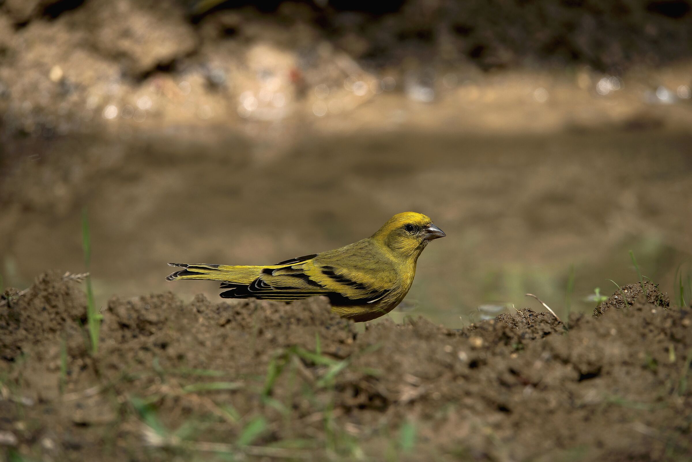 Male yellow-fronted canary (Serinus flavivertex)