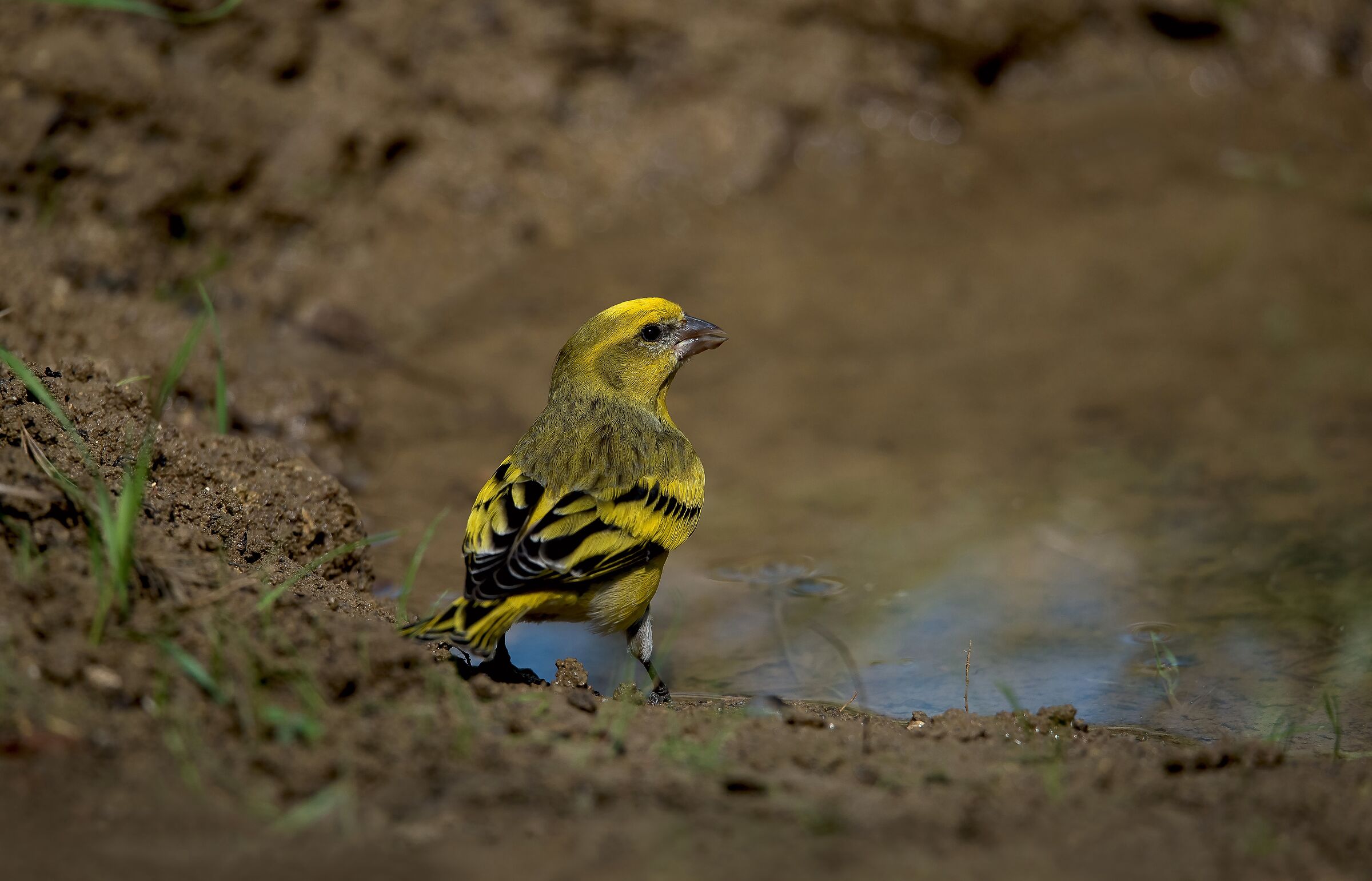 Male yellow-fronted canaries (Serinus flavivertex)