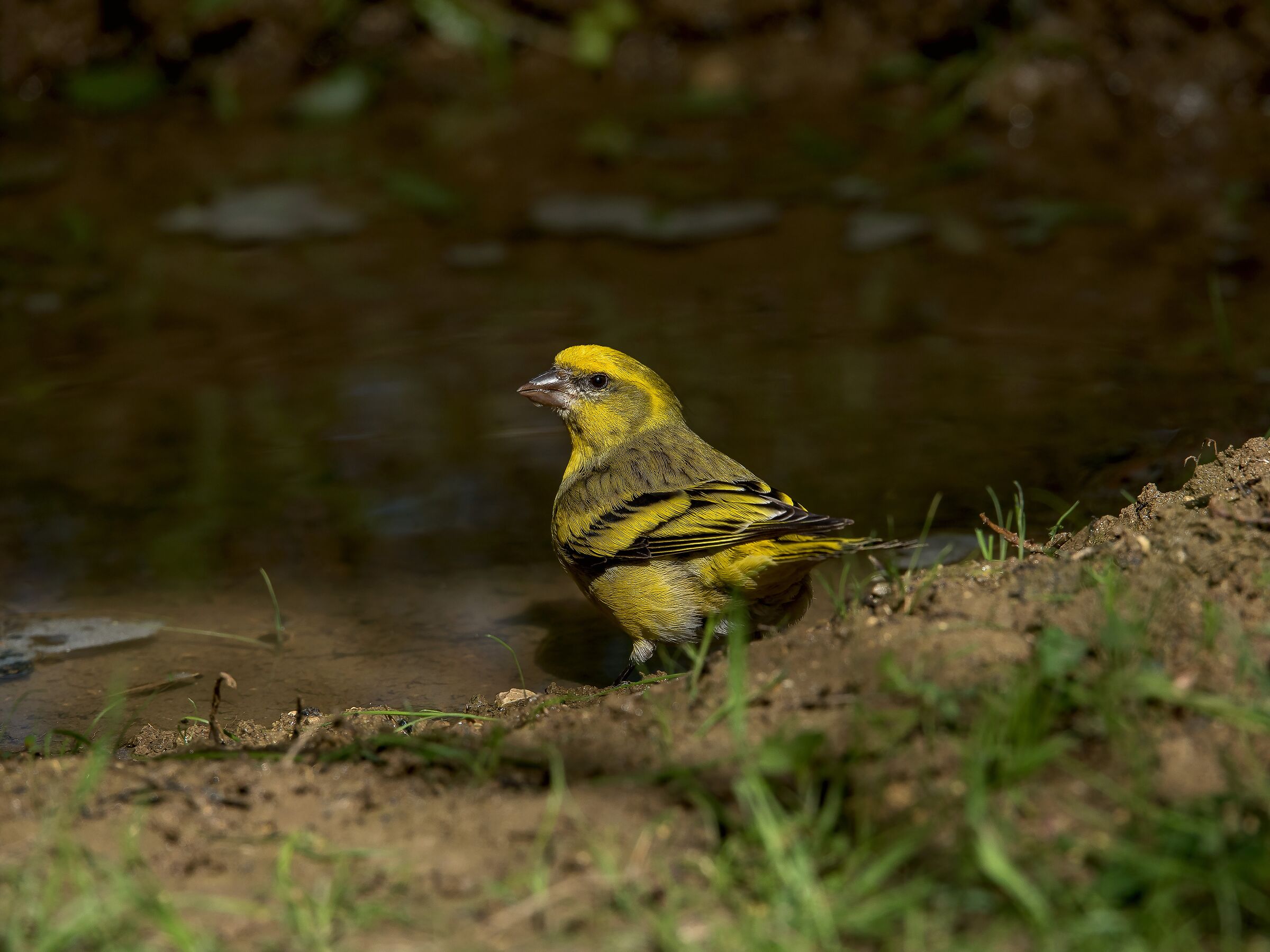 Male yellow-fronted canary (Serinus flavivertex)