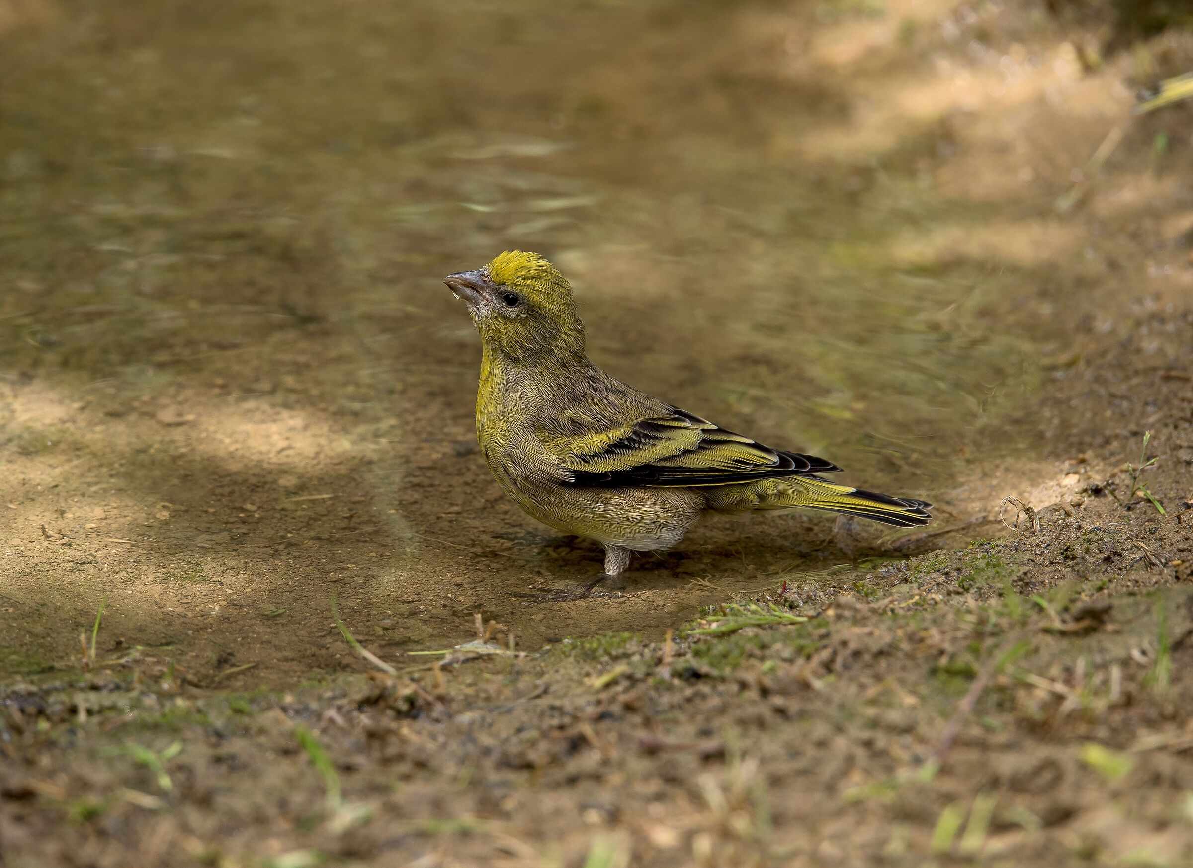 Female yellow-fronted canary (Serinus flavivertex)