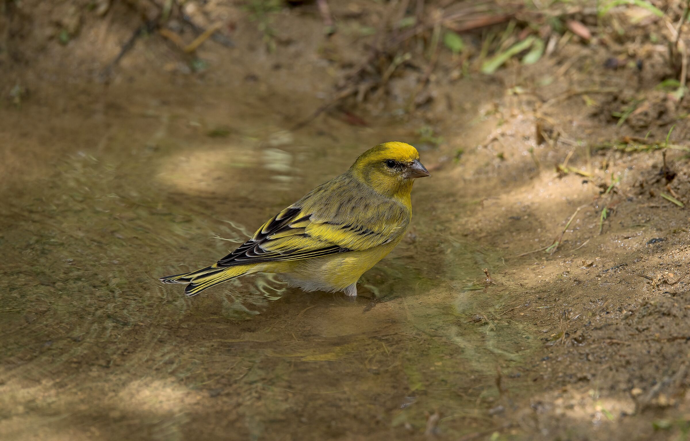 Male yellow-fronted canary (Serinus flavivertex)
