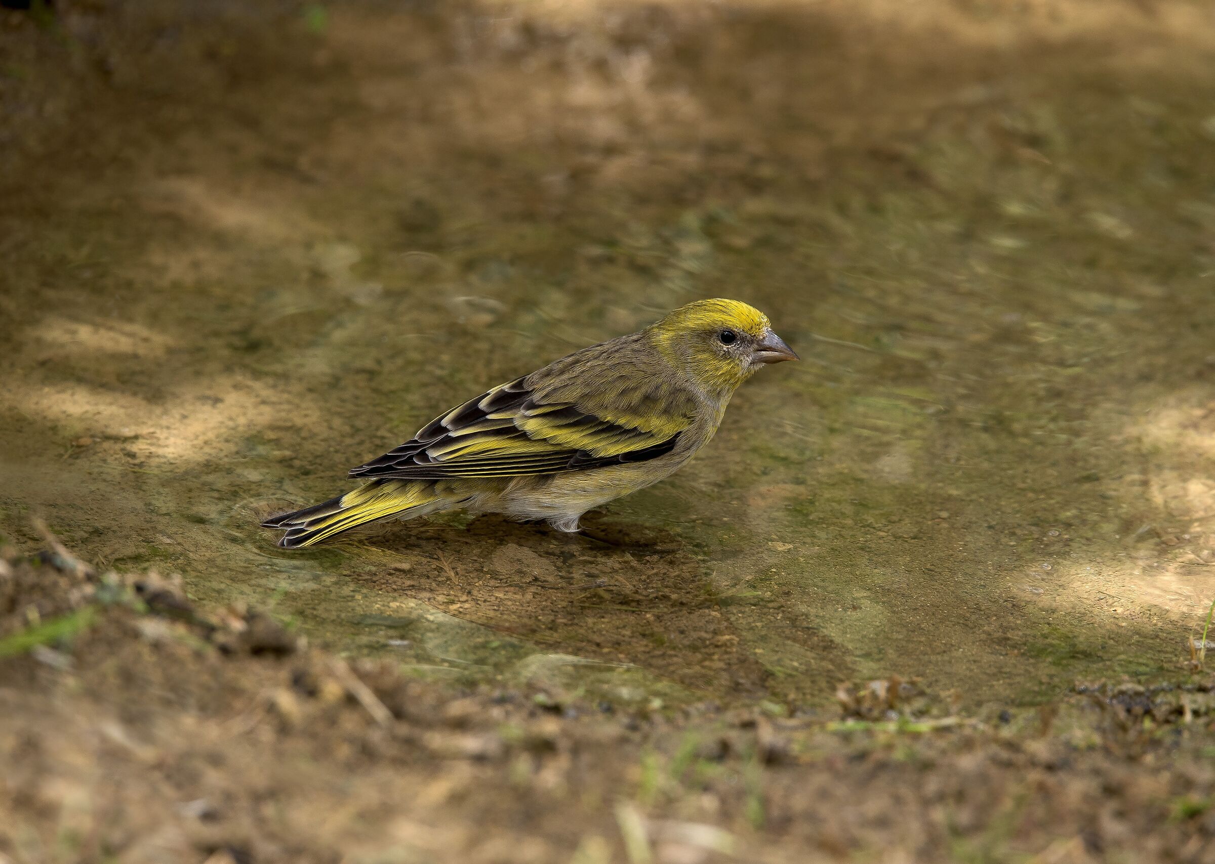 Female yellow-fronted canary (Serinus flavivertex)