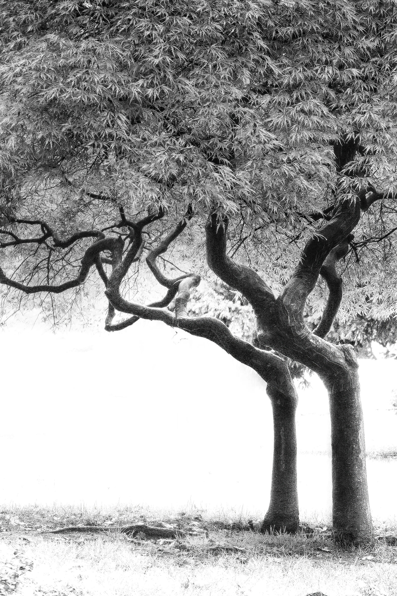 Saplings