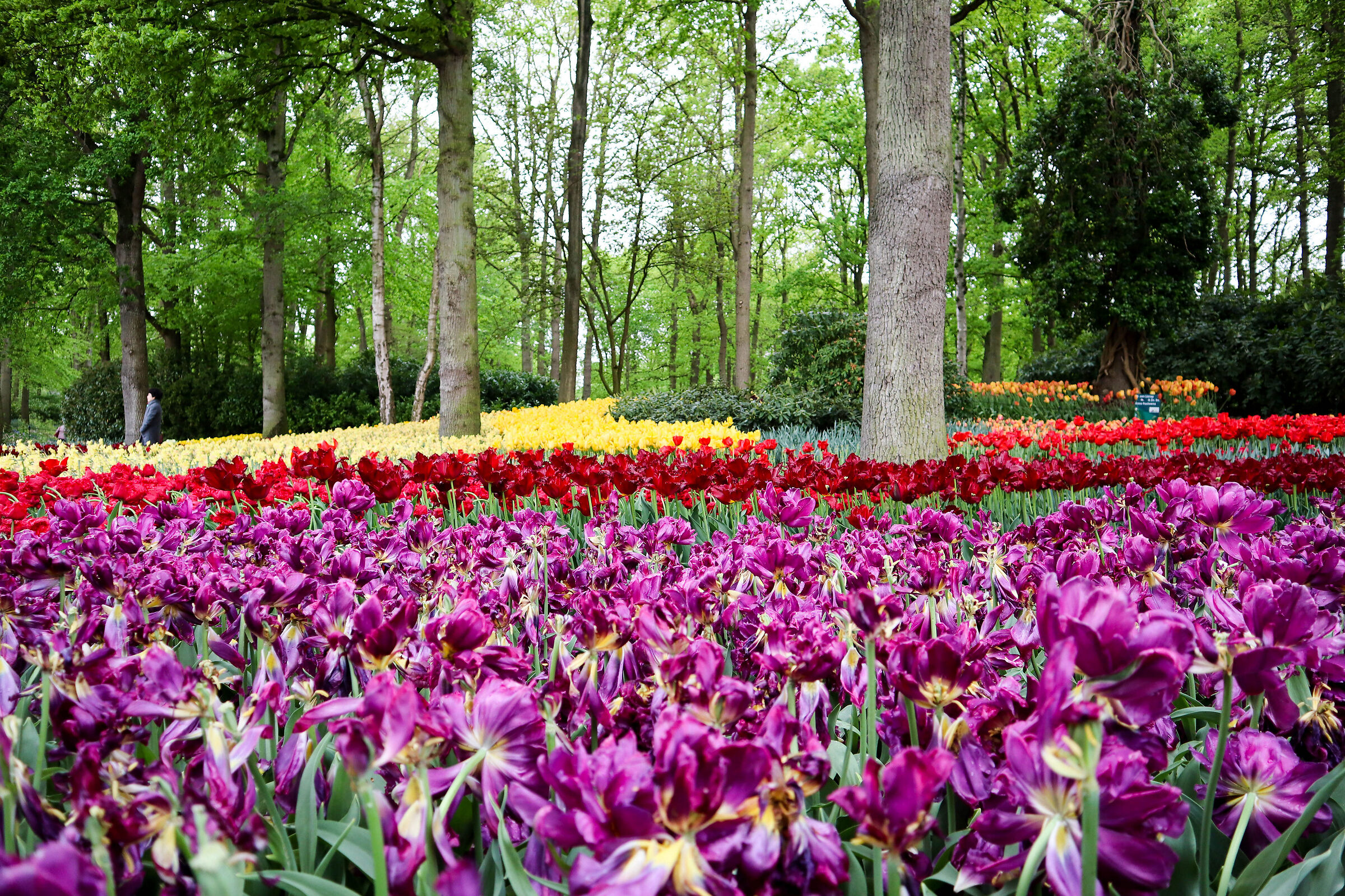 keukenhof-1