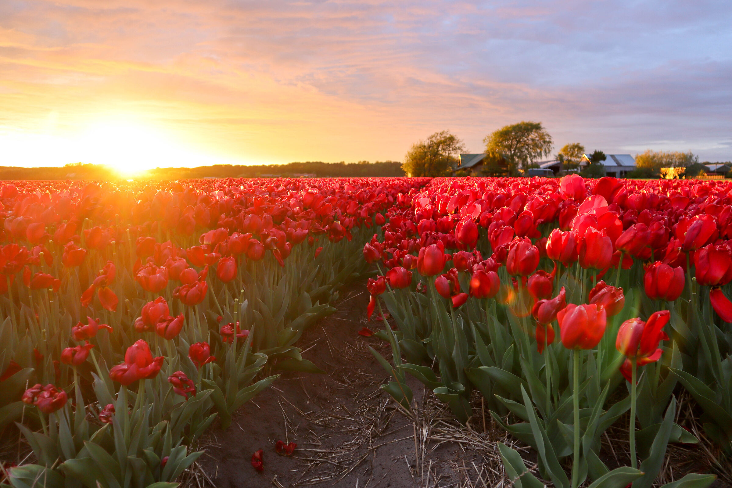 Flevoland Tulipani al tramonto